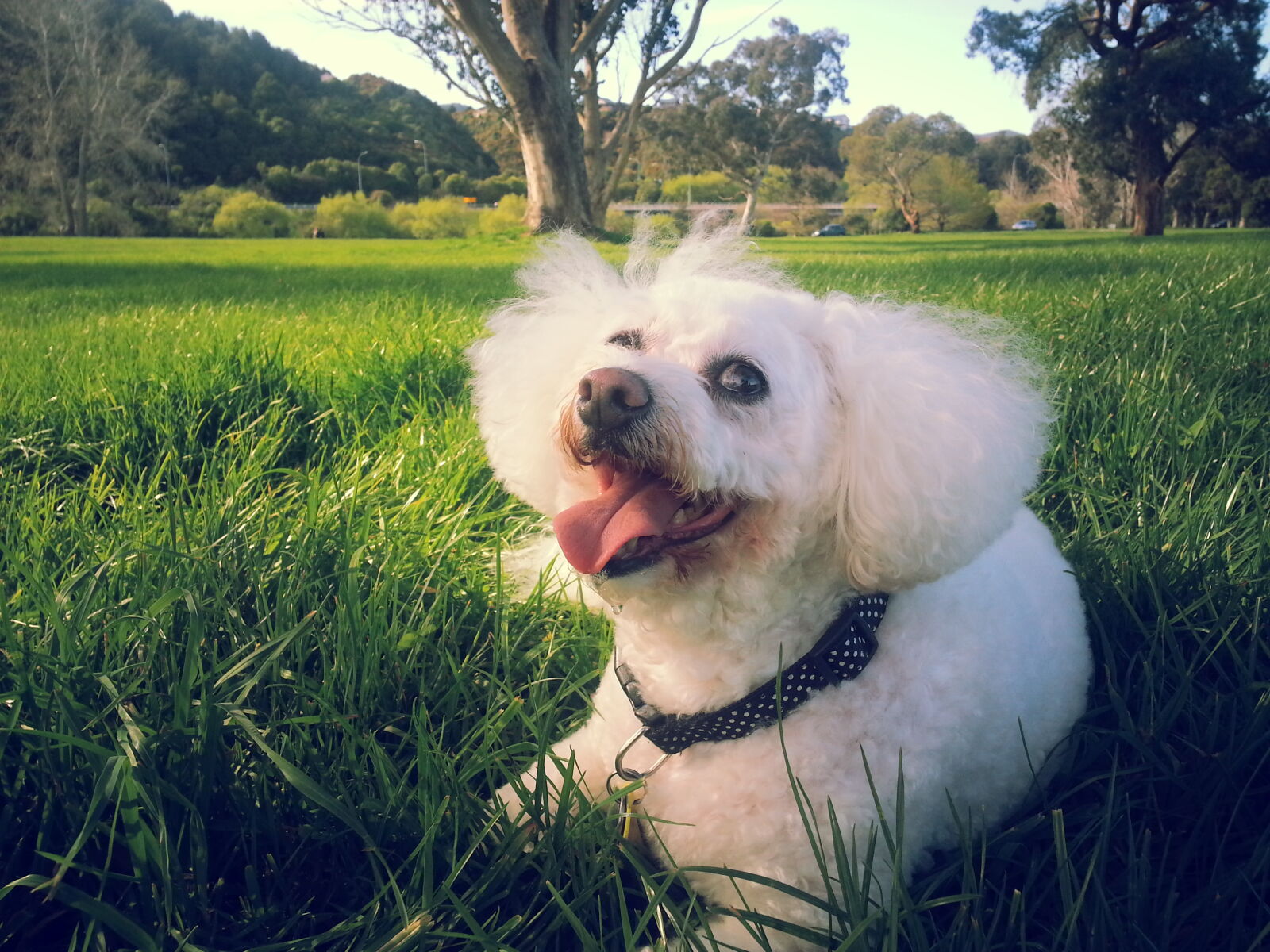 Samsung Galaxy S3 sample photo. Dog, grass, green, white photography
