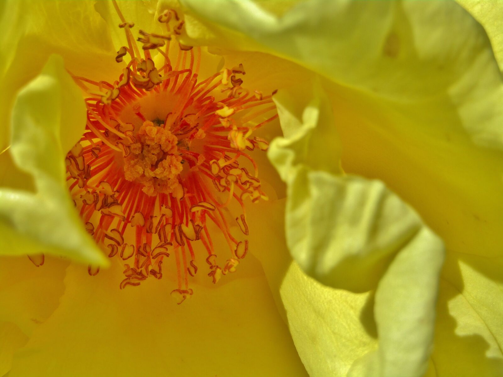 Canon POWERSHOT SX432 IS sample photo. Rose, yellow, changes photography