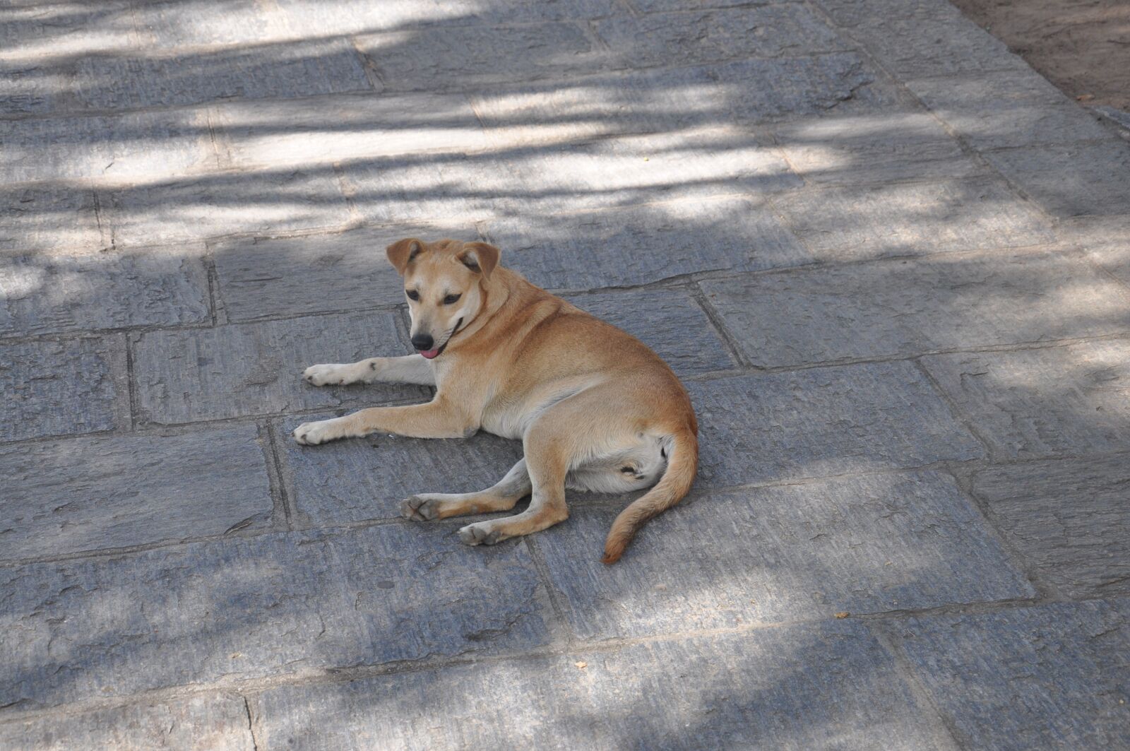 Nikon D90 sample photo. Dog, bug, mutts photography