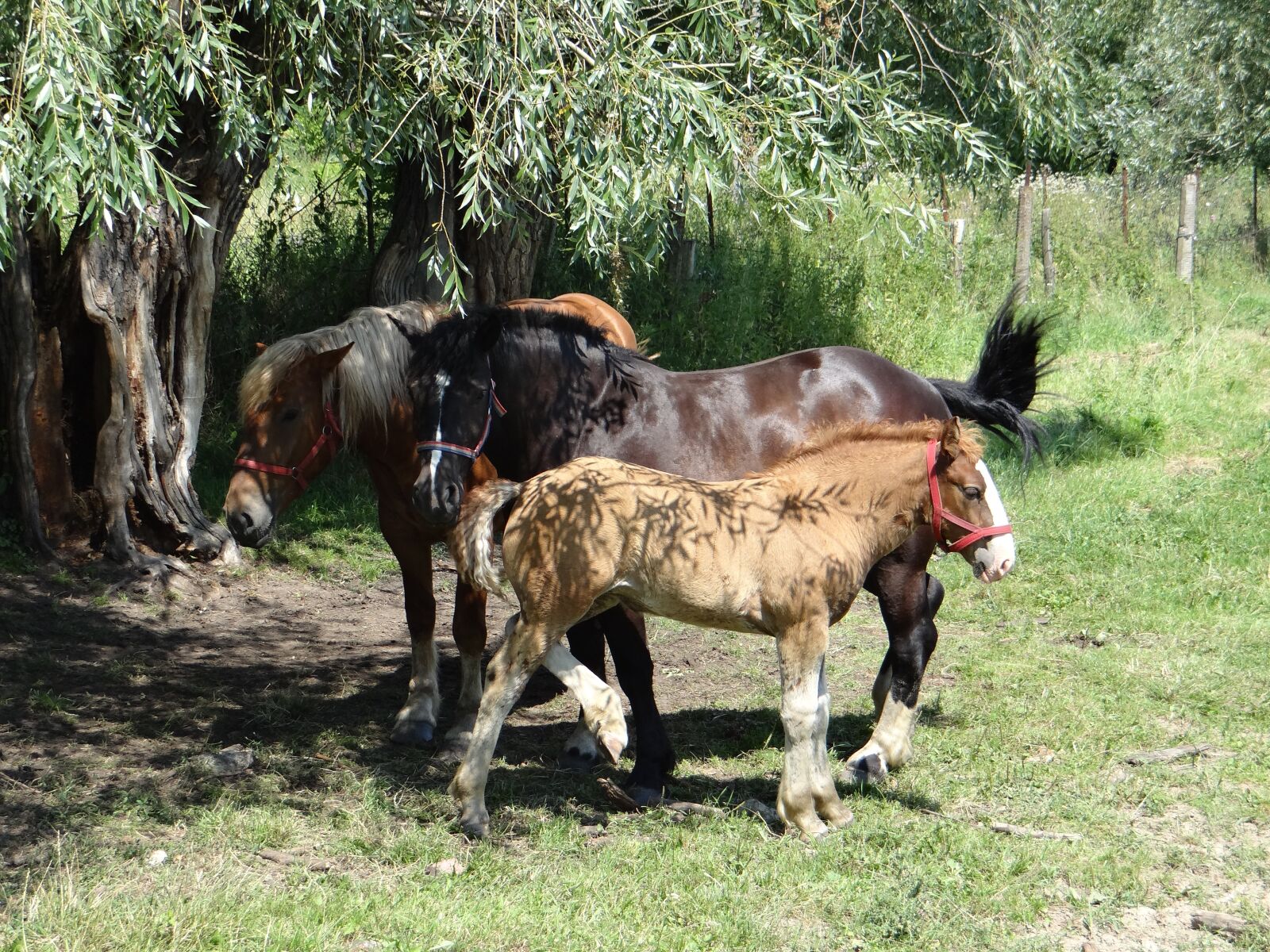 Sony DSC-HX200V sample photo. Horses, para, family photography