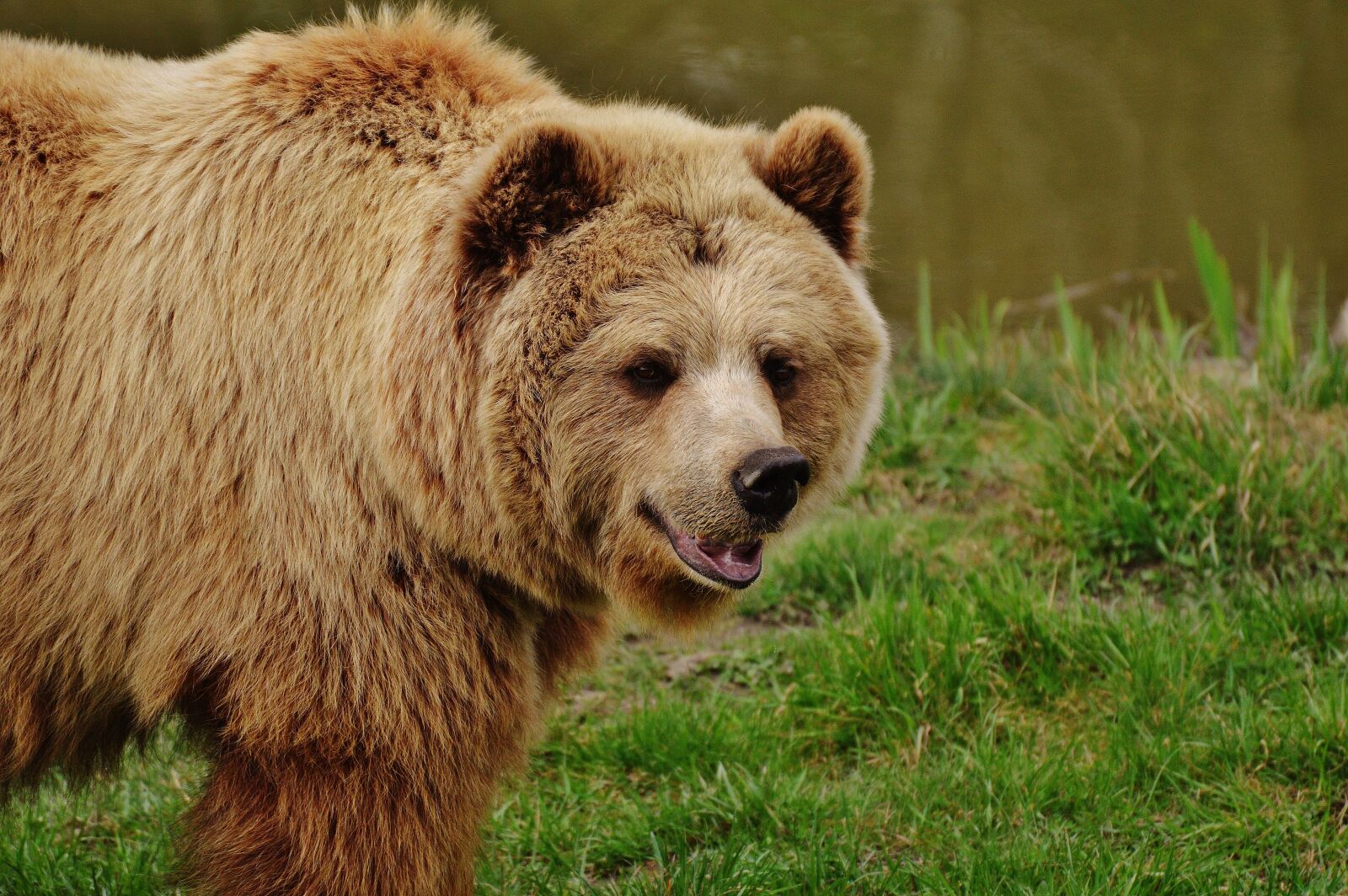Nikon D3200 sample photo. Bear, wildpark poing, brown photography