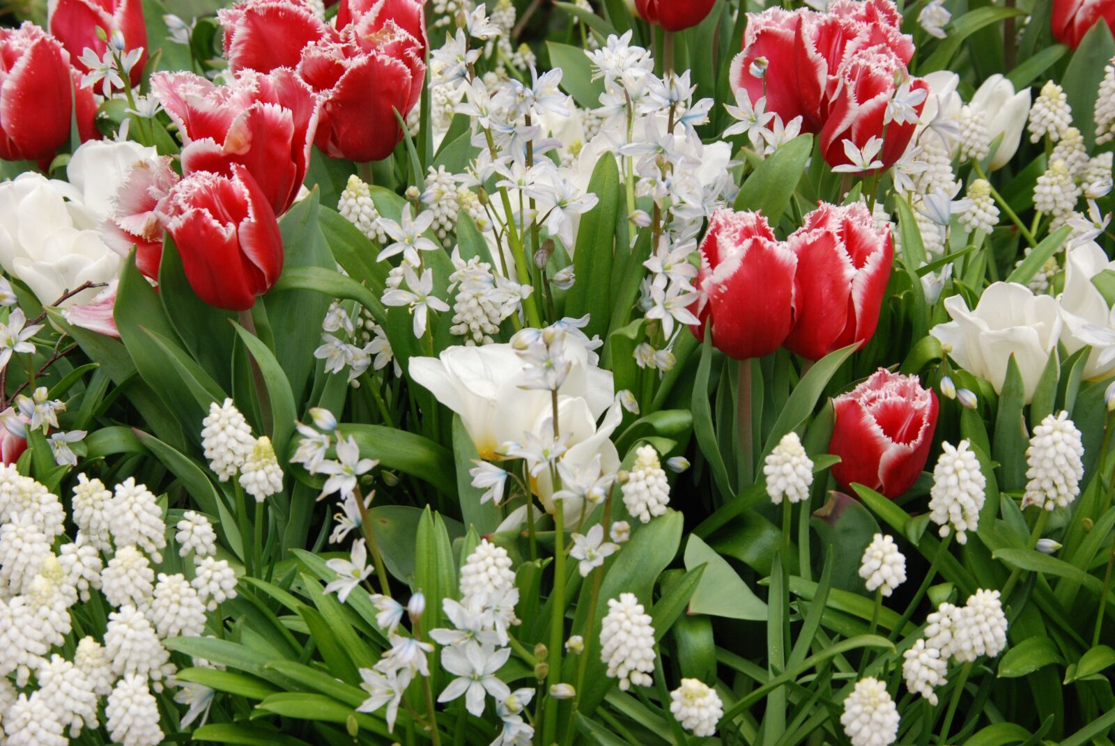 Nikon D80 sample photo. Tulip, spring, flora photography