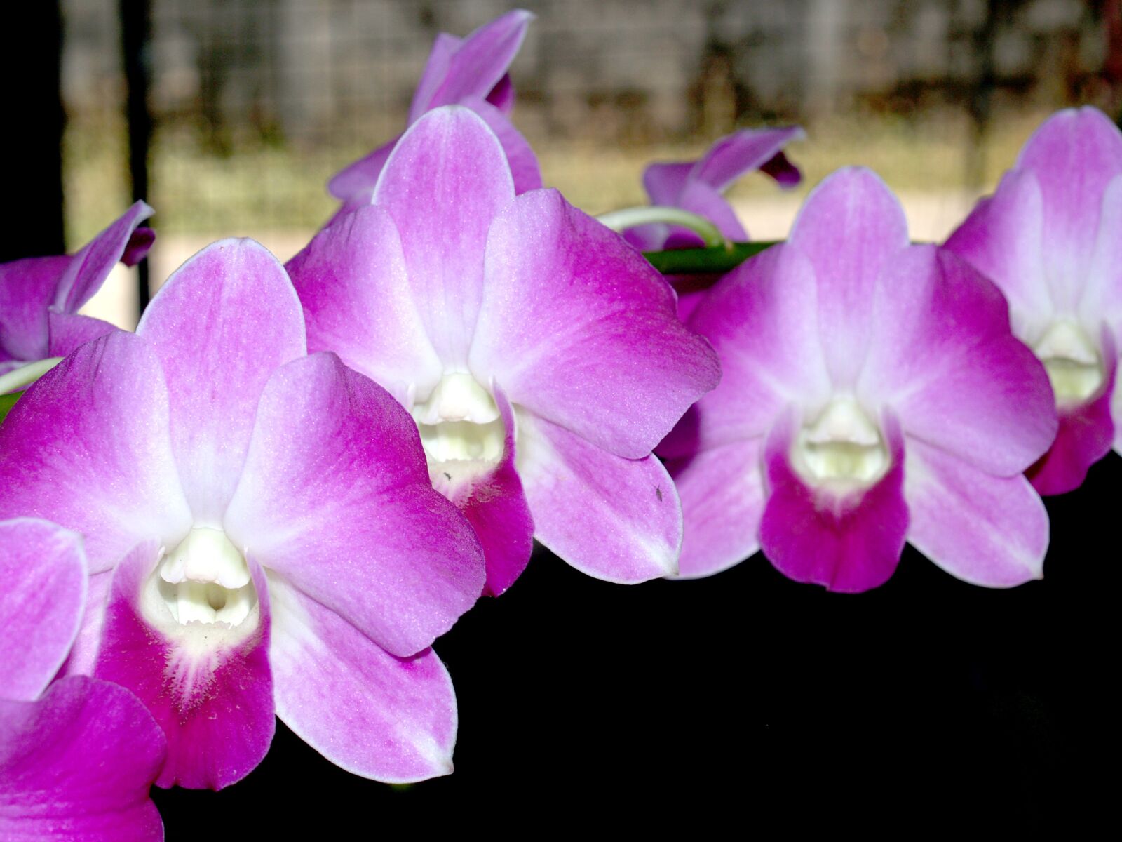 Olympus E-300 (EVOLT E-300) sample photo. Orchid, flower, bright photography