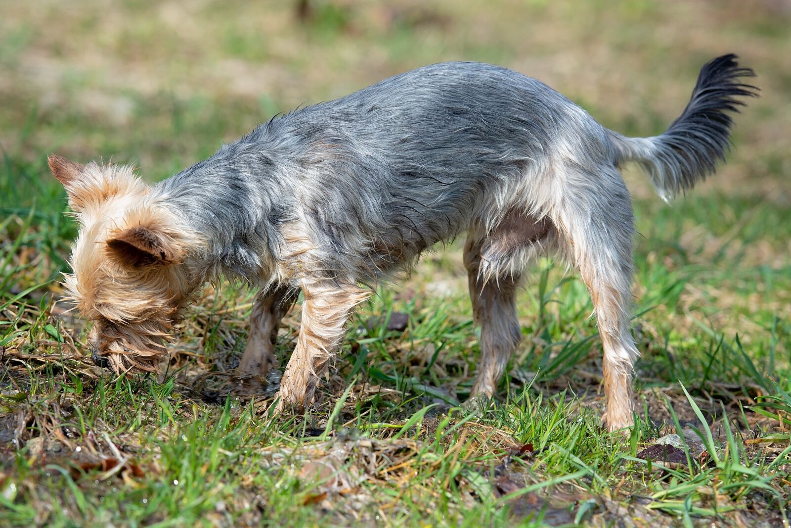 Nikon D7100 sample photo. Dog, out, water photography