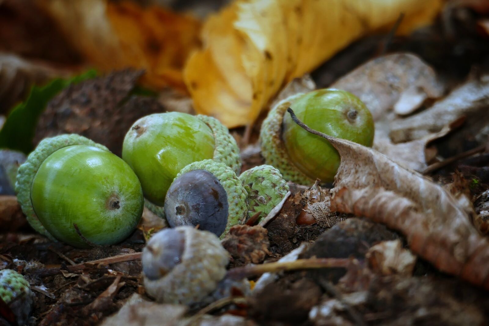 Panasonic Lumix DMC-FZ1000 sample photo. Acorns, forest, leaves photography