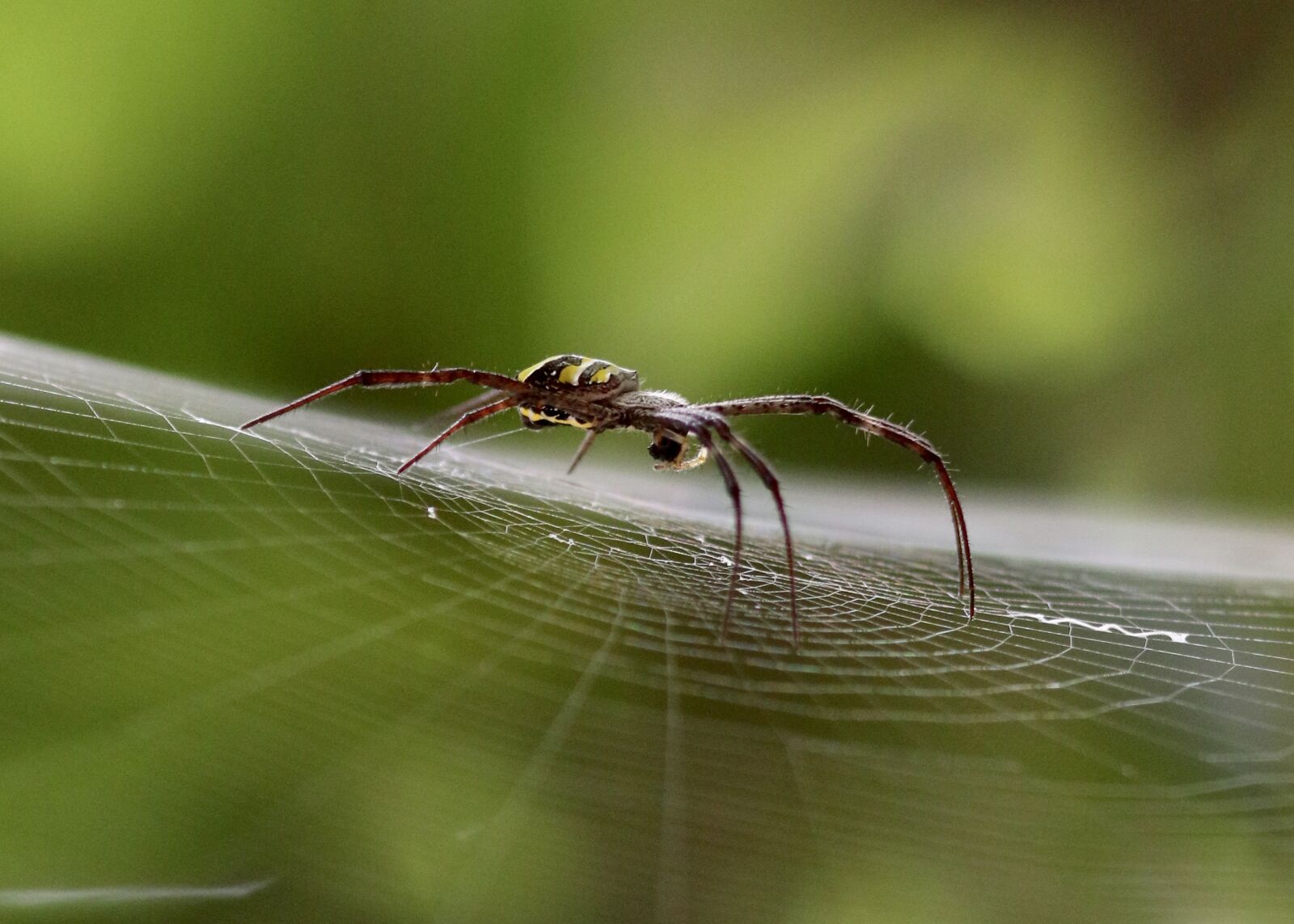 Canon EF 300mm F4L IS USM sample photo. Spider, spider, web photography