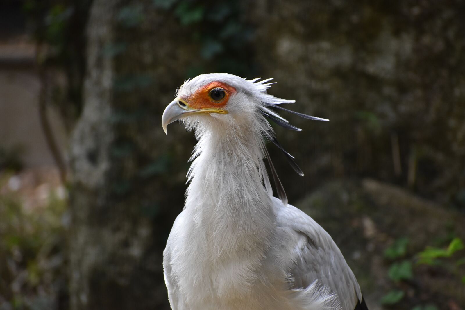 Nikon D5600 sample photo. Zoo, bird, white photography