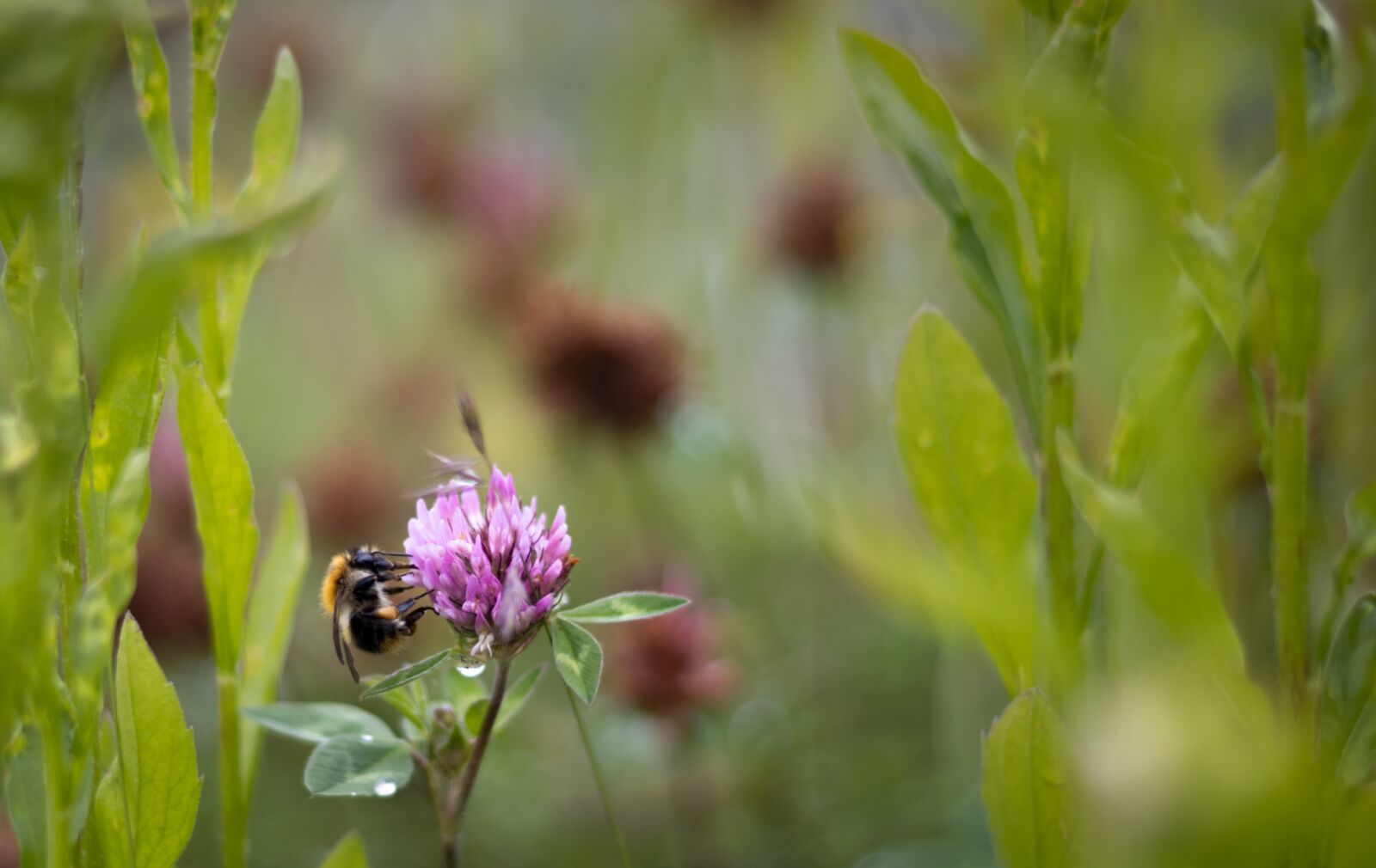 Canon EOS 250D (EOS Rebel SL3 / EOS Kiss X10 / EOS 200D II) + Canon EF 50mm F1.8 STM sample photo. Bumblebee, flower, bee photography