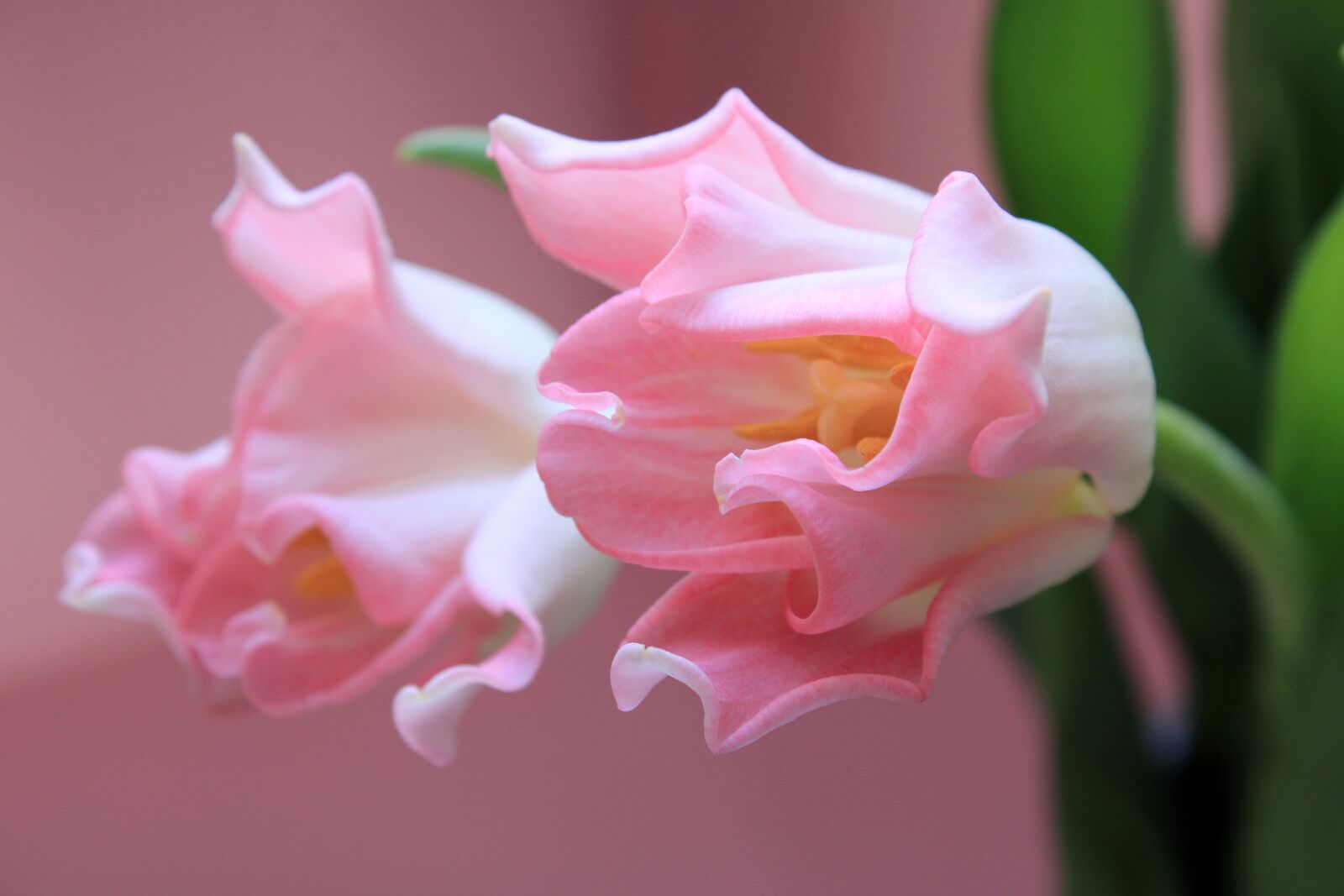 Canon EOS 2000D (EOS Rebel T7 / EOS Kiss X90 / EOS 1500D) sample photo. Tulips, pink, green photography