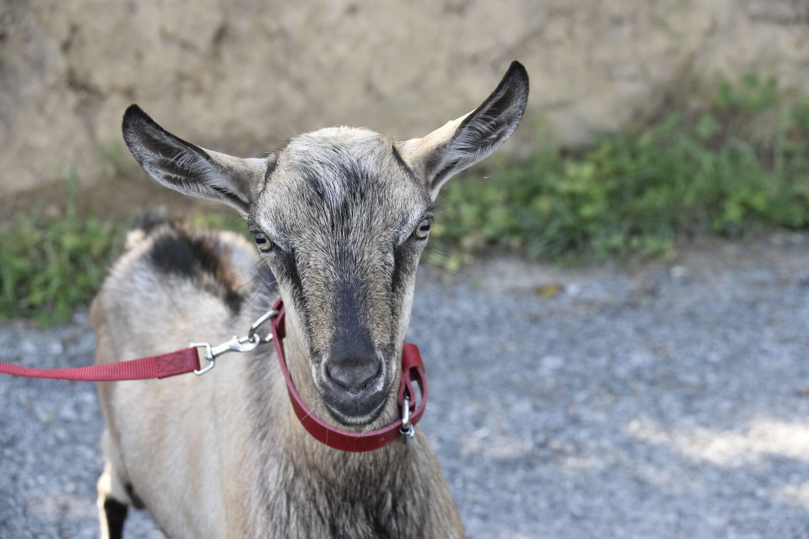 Nikon D5600 sample photo. Goat, goat motte, ruminant photography