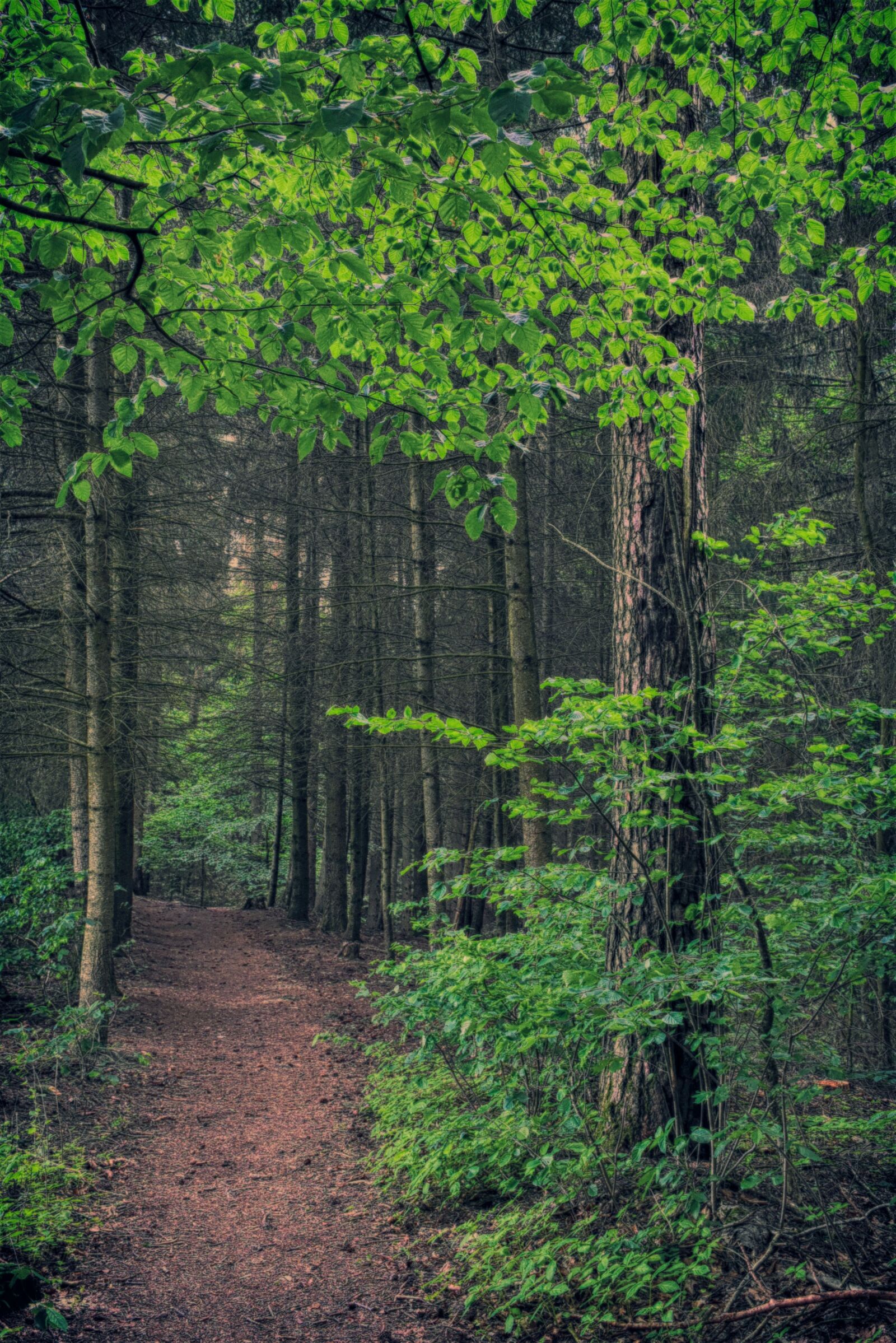 Nikon D7200 sample photo. Forest, trees, leaves photography