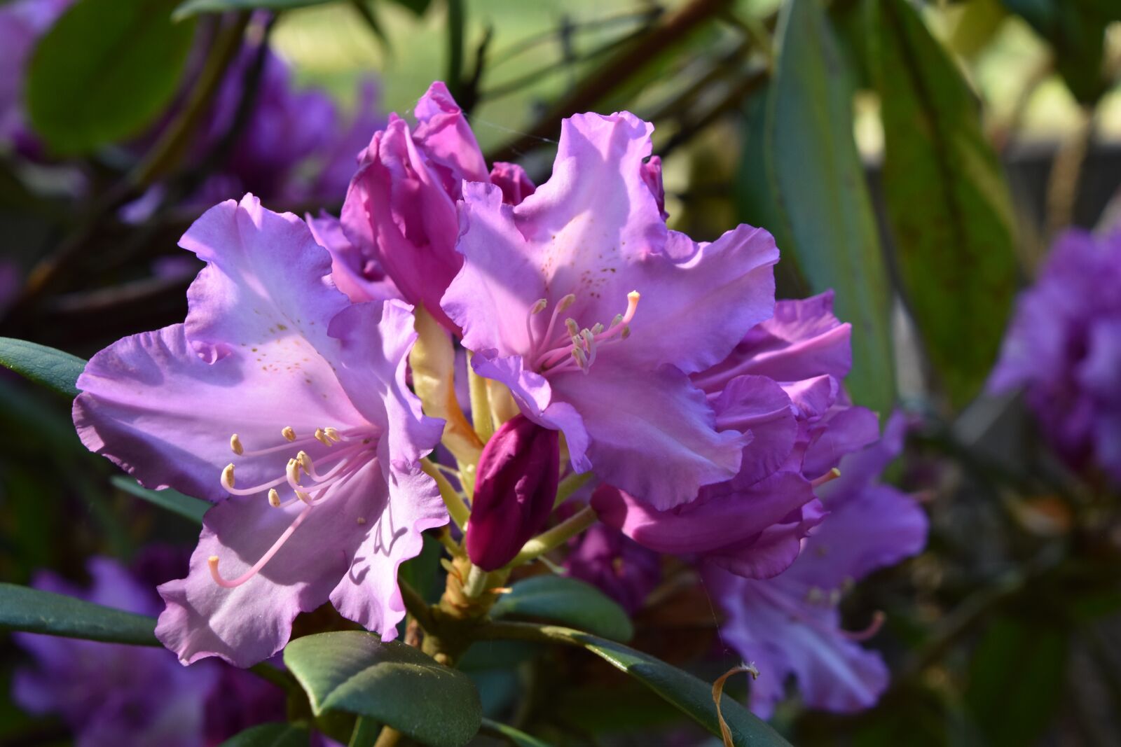 Nikon D5600 sample photo. Flower, nature, plant photography