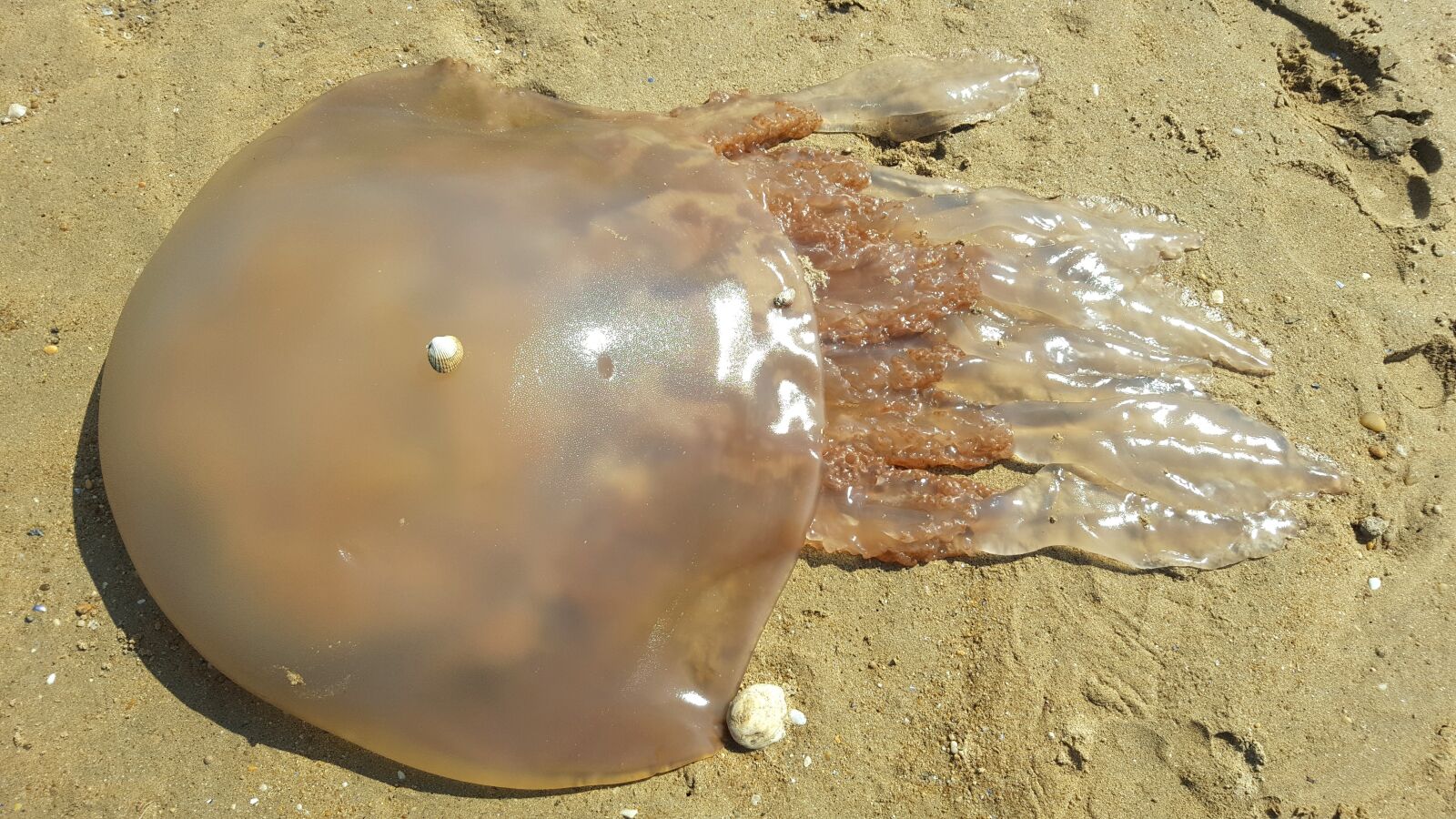 Samsung Galaxy S6 sample photo. Sand, beach, medusa photography