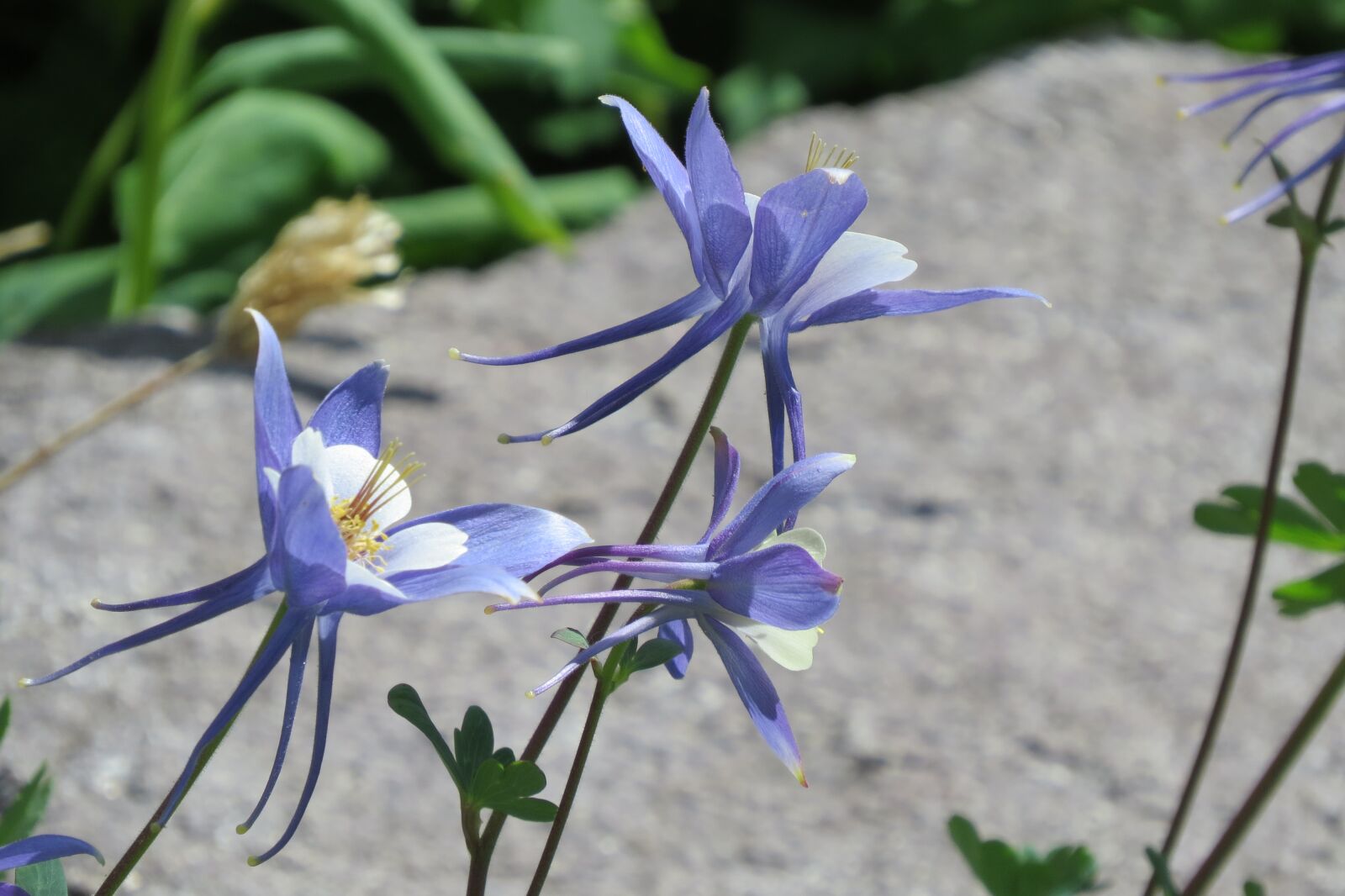 Canon PowerShot SX50 HS sample photo. Wildflower, columbine, summer photography