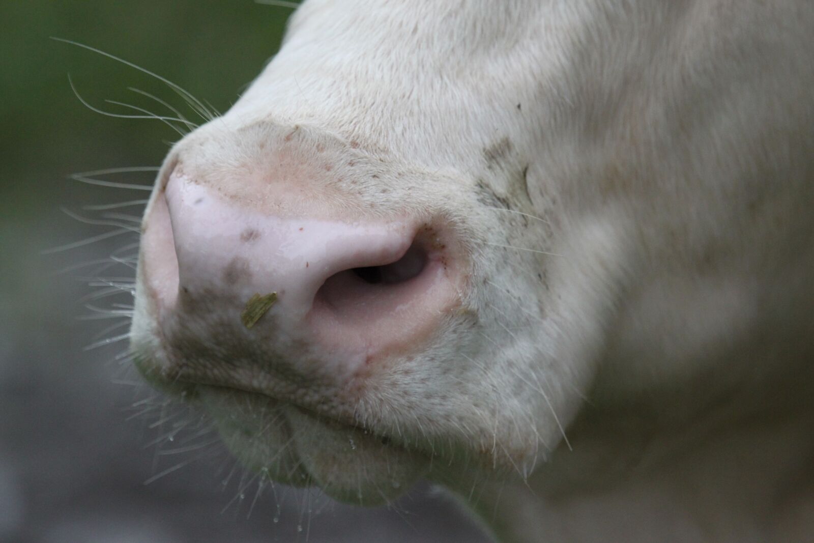 Canon EOS 500D (EOS Rebel T1i / EOS Kiss X3) sample photo. Cow, beef, ruminant photography