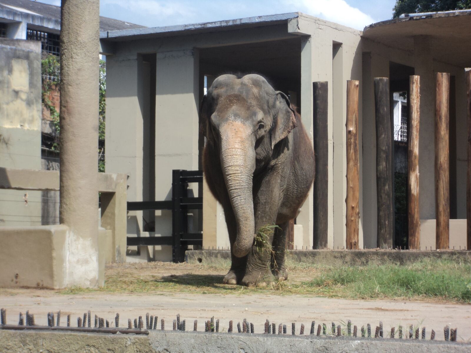 Sony Cyber-shot DSC-W310 sample photo. Elephant, zoo, giant photography