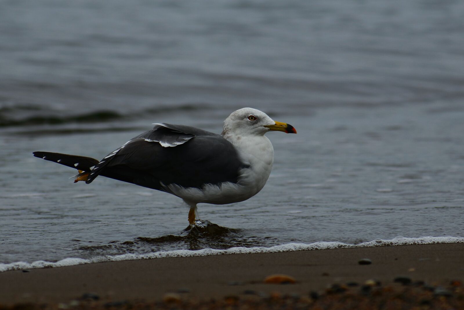 VR 70-300mm f/4.5-6.3G sample photo. Animal, sea, beach photography