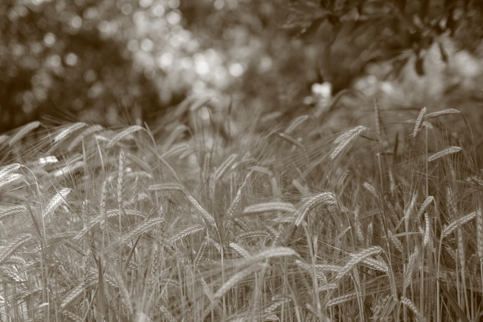 Canon EOS 400D (EOS Digital Rebel XTi / EOS Kiss Digital X) sample photo. Nature, black and white photography