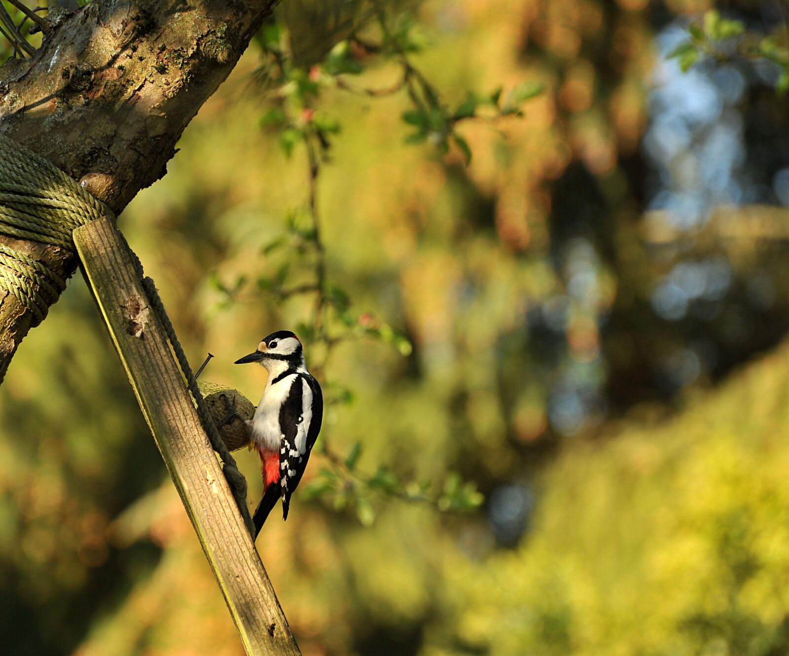 Nikon D3S sample photo. Woodpecker, great spotted woodpecker photography