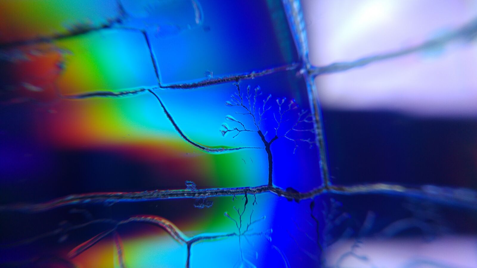 LG G4 sample photo. Colorful, art, tree photography