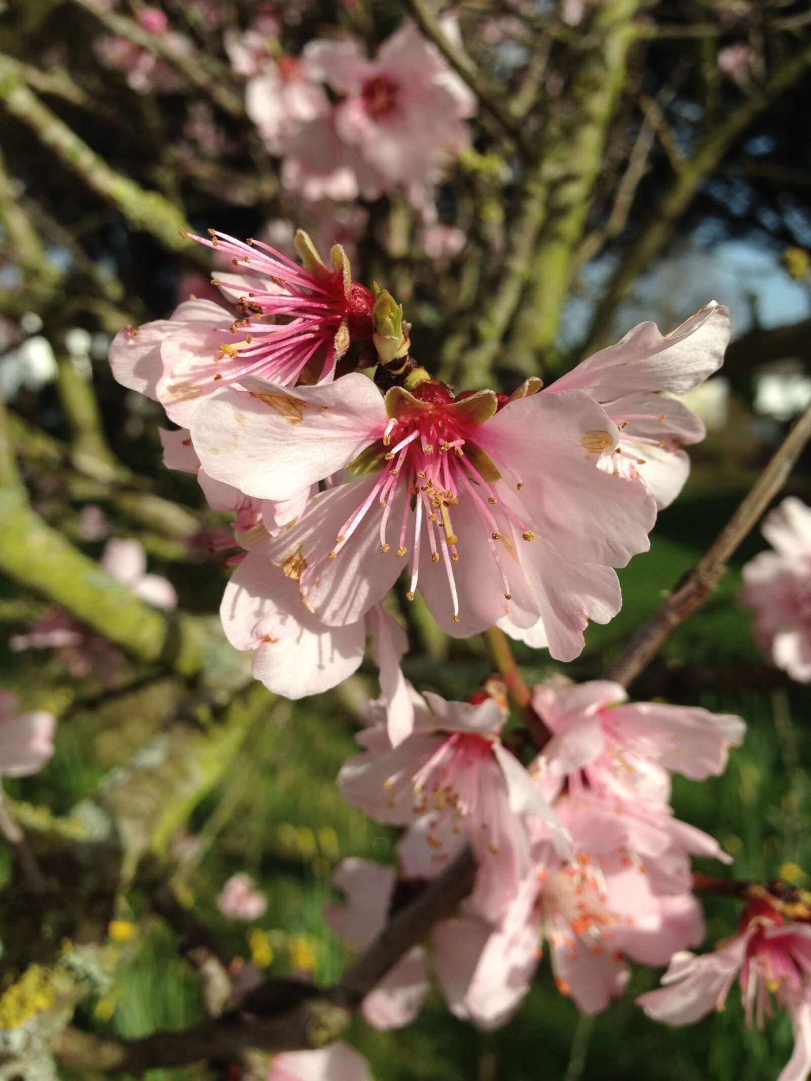 Apple iPhone 5 sample photo. Cherry blossom, flower, pink photography