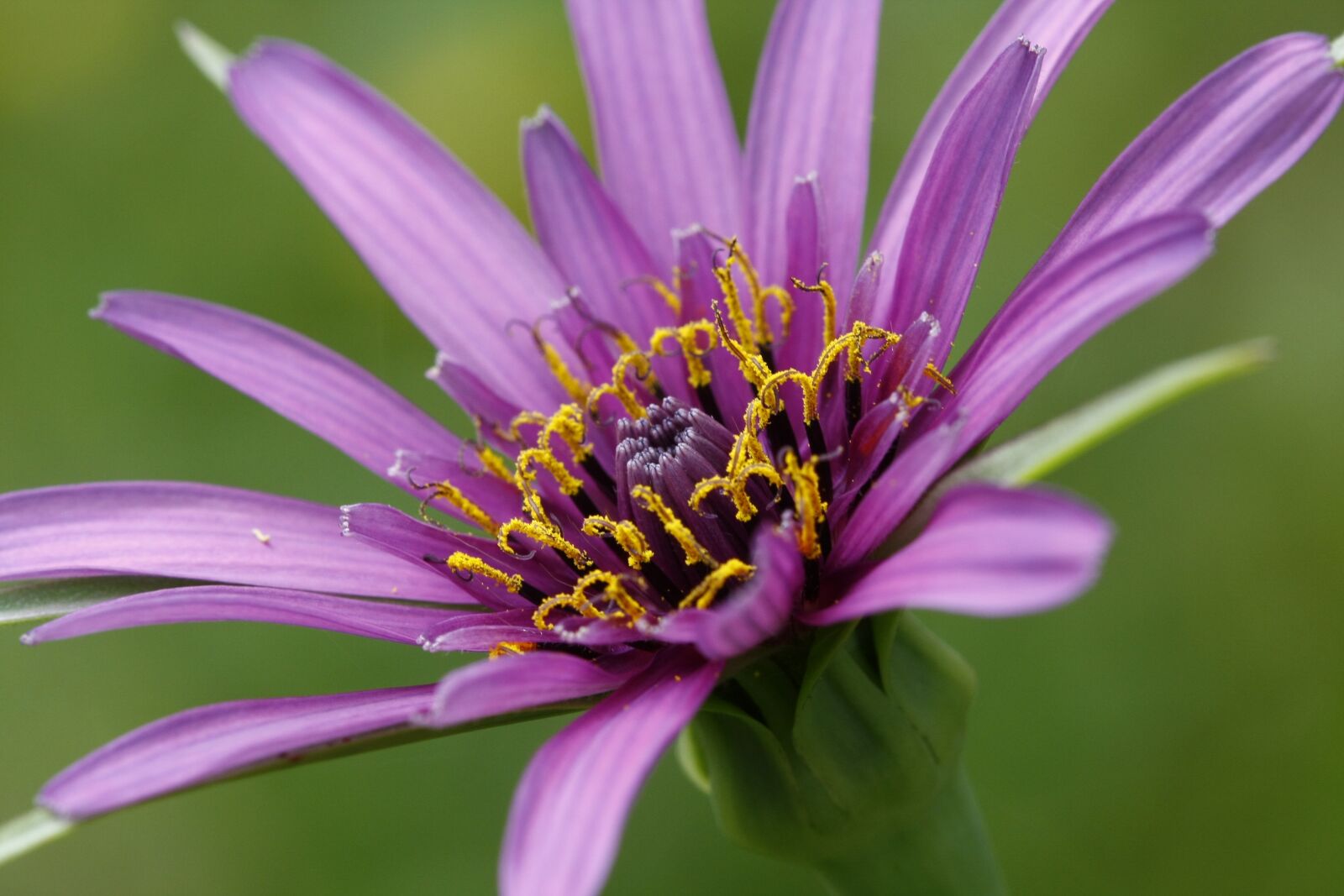 Canon EOS 40D sample photo. Flower, purple, macro photography