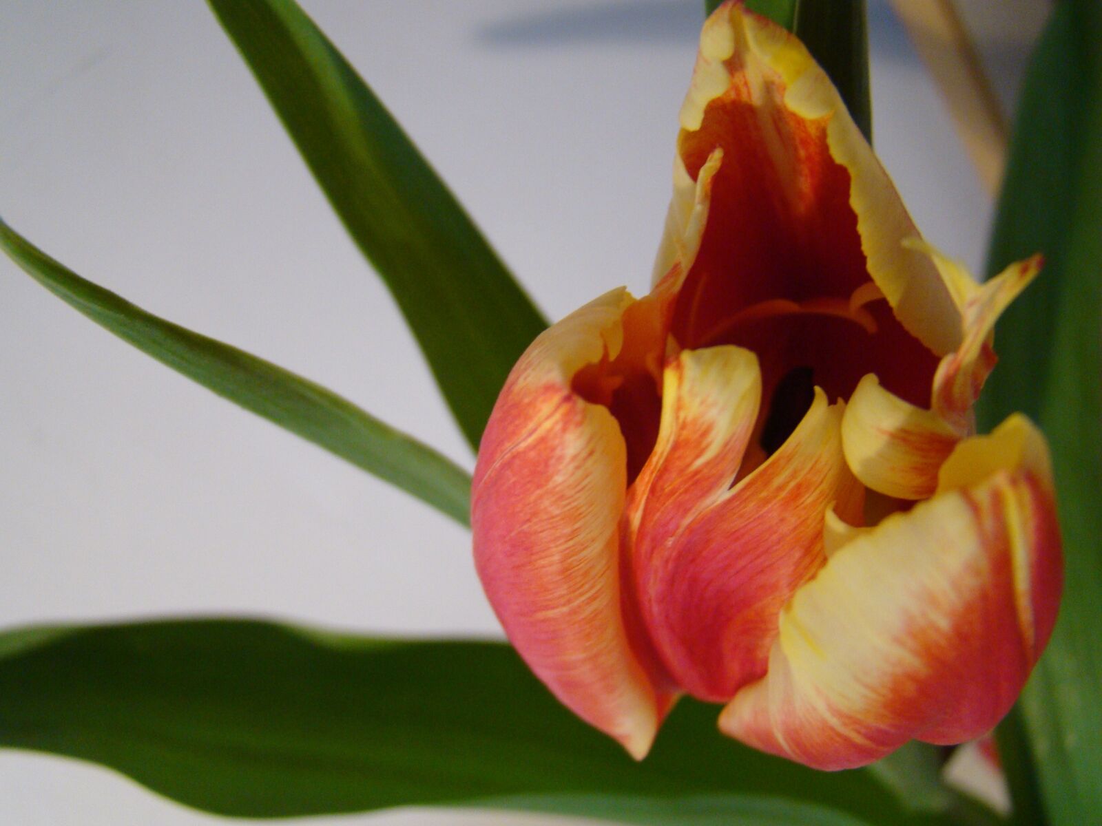 Sony Cyber-shot DSC-H50 sample photo. Flower, tulip, spring photography