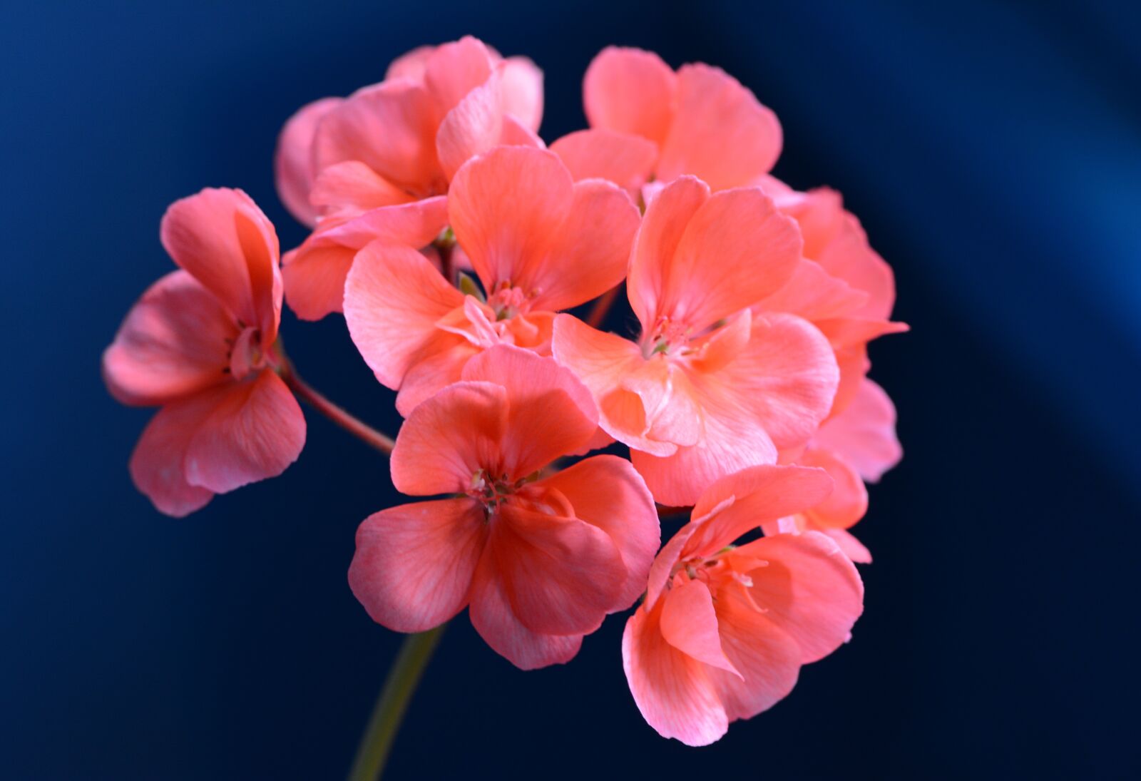 Nikon D5200 sample photo. Spring, flower, beauty photography