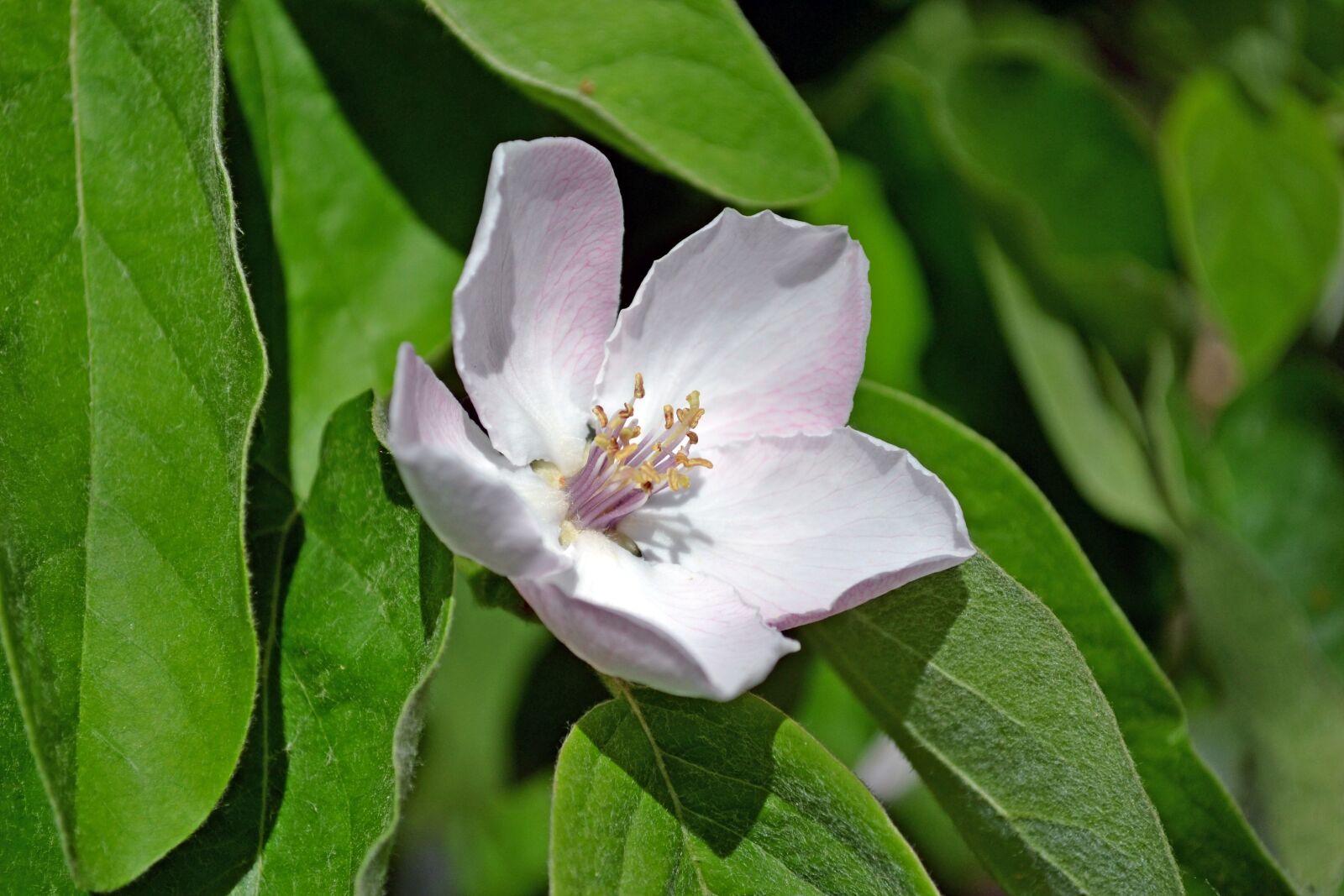 Nikon D3100 sample photo. Quince, flower, petals photography