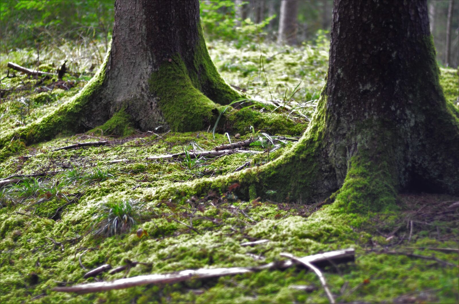 Nikon D7000 sample photo. Root, forest, moss photography