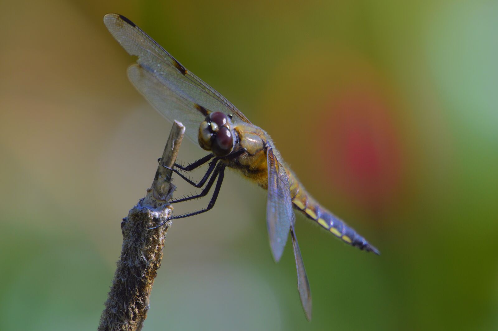 Nikon D3200 sample photo. Dragonfly, summer, nature photography