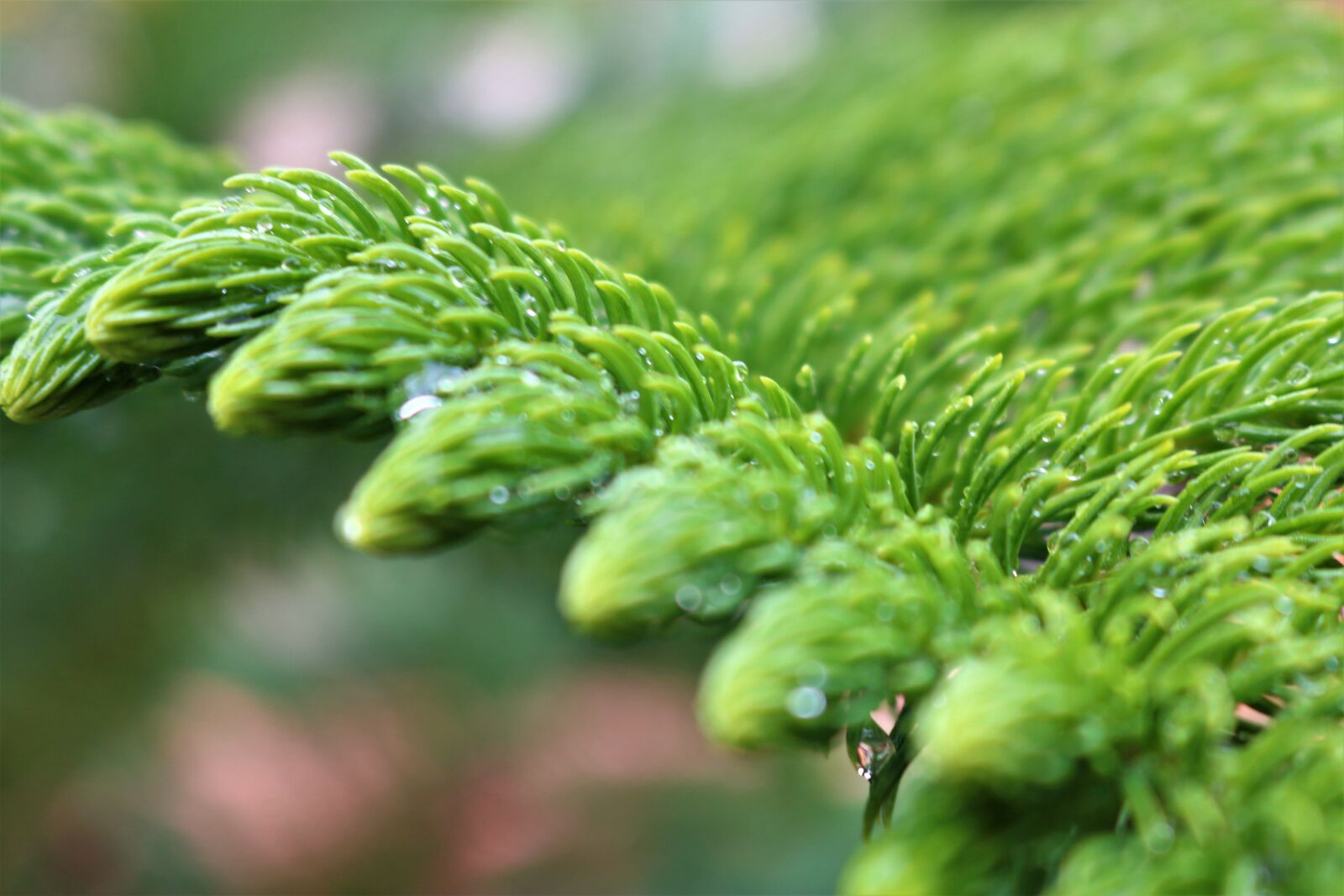 Canon EOS 750D (EOS Rebel T6i / EOS Kiss X8i) sample photo. Pine tree leaves, green photography