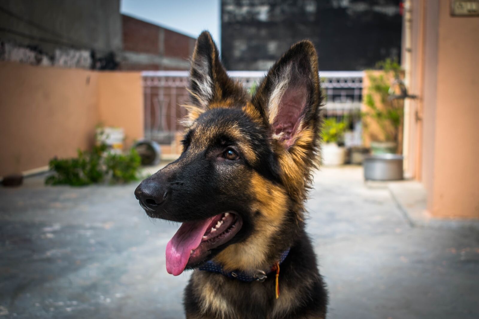 Nikon D3300 sample photo. Dog, puppy, gsd photography