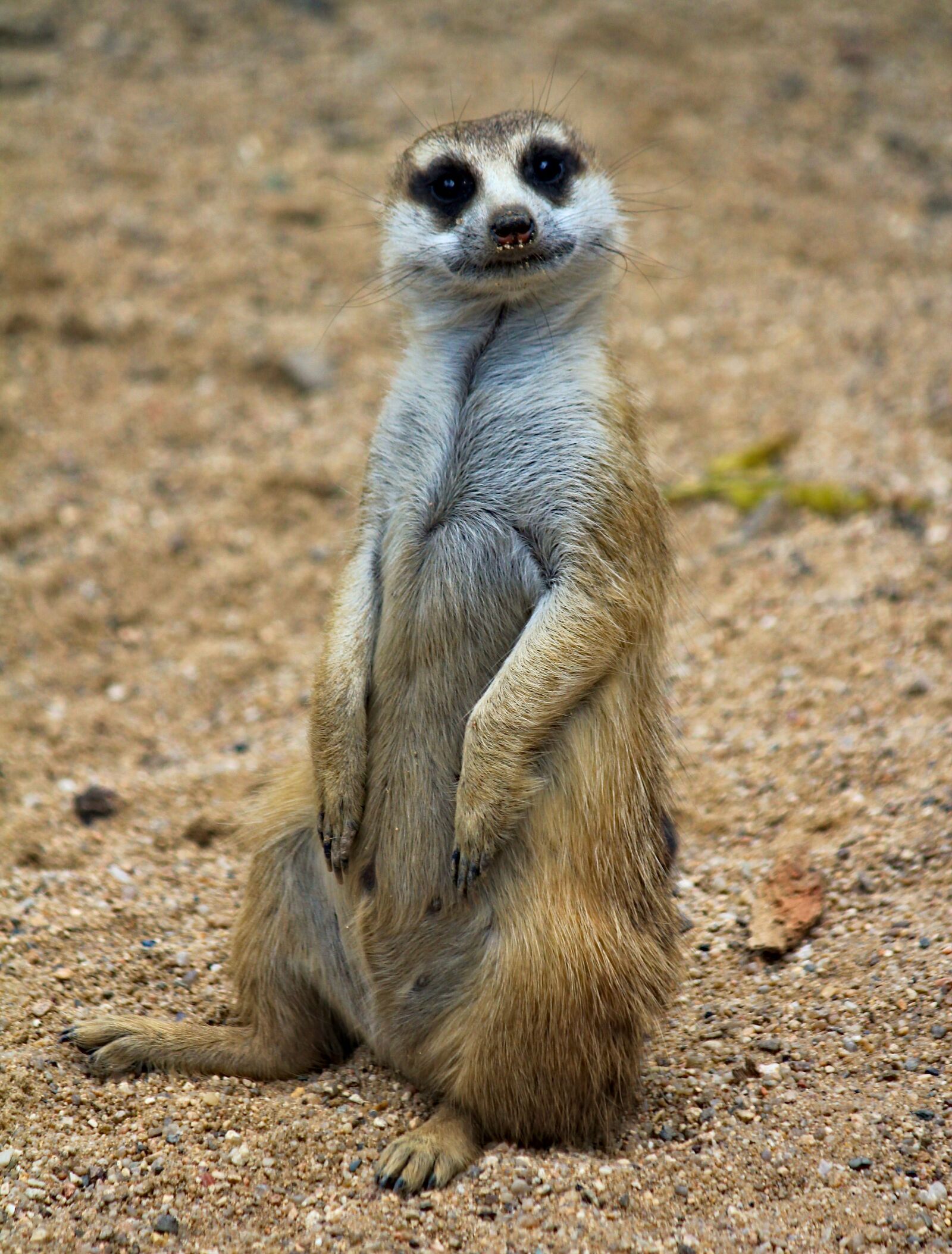 Canon EOS 550D (EOS Rebel T2i / EOS Kiss X4) sample photo. Meerkat, cat, sitting photography