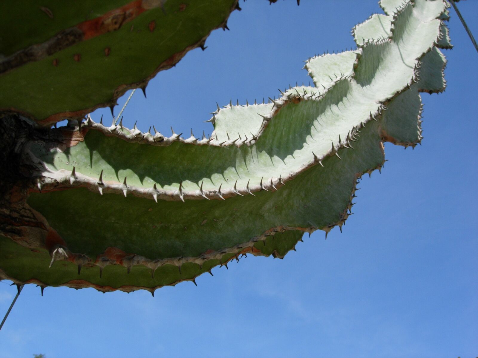 Nikon E5200 sample photo. Cactus, plant, spice photography