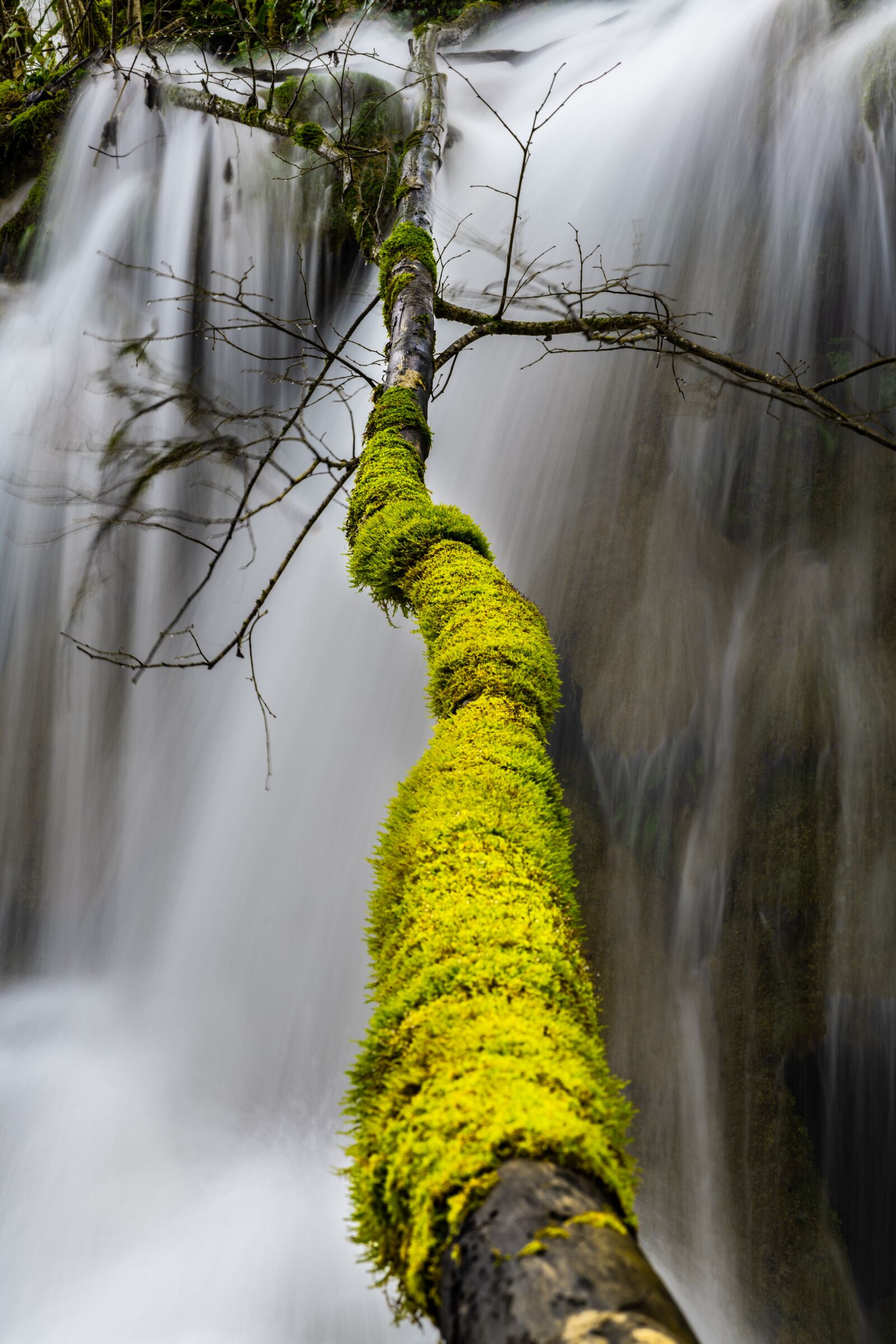Nikon D850 sample photo. Tree, foam, green photography