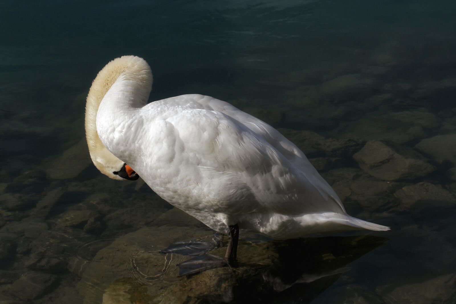 Canon EOS 7D + Canon EF 100mm F2.8L Macro IS USM sample photo. Swan, nature, water photography