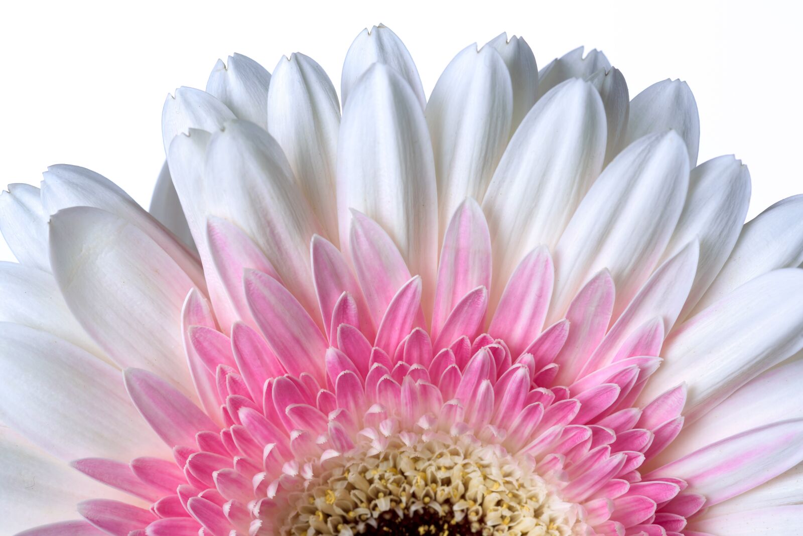Nikon D750 sample photo. Flower, flora, nature photography