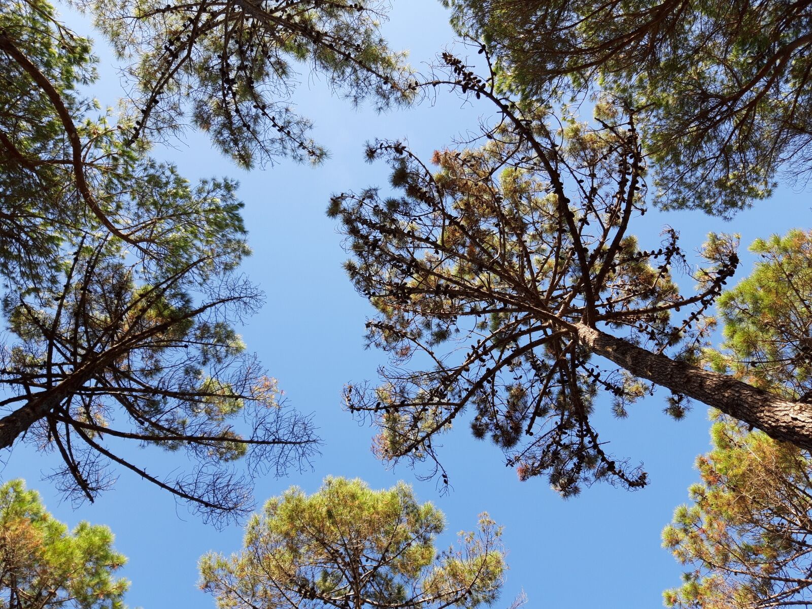 Samsung Galaxy A6 sample photo. Trees, sky, sun photography