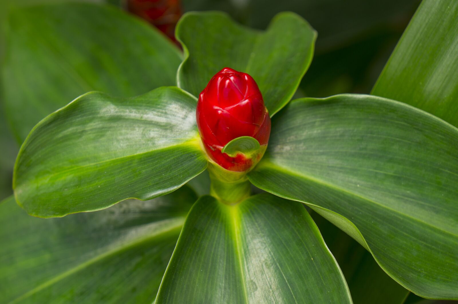 Sony Alpha NEX-F3 + Sony E 18-55mm F3.5-5.6 OSS sample photo. Natural, red, green leaf photography