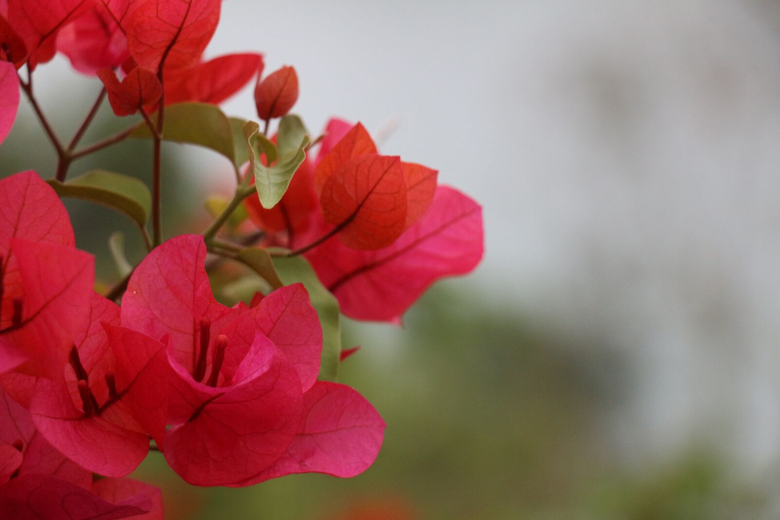 Canon EOS 700D (EOS Rebel T5i / EOS Kiss X7i) sample photo. Nature, plant, flower photography