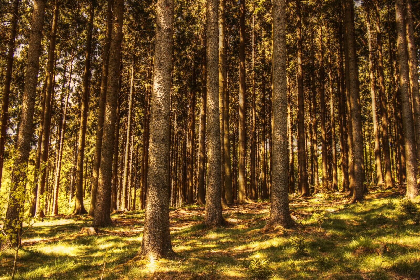Canon EOS 100D (EOS Rebel SL1 / EOS Kiss X7) sample photo. Landscape, forest, shadow, leaf photography