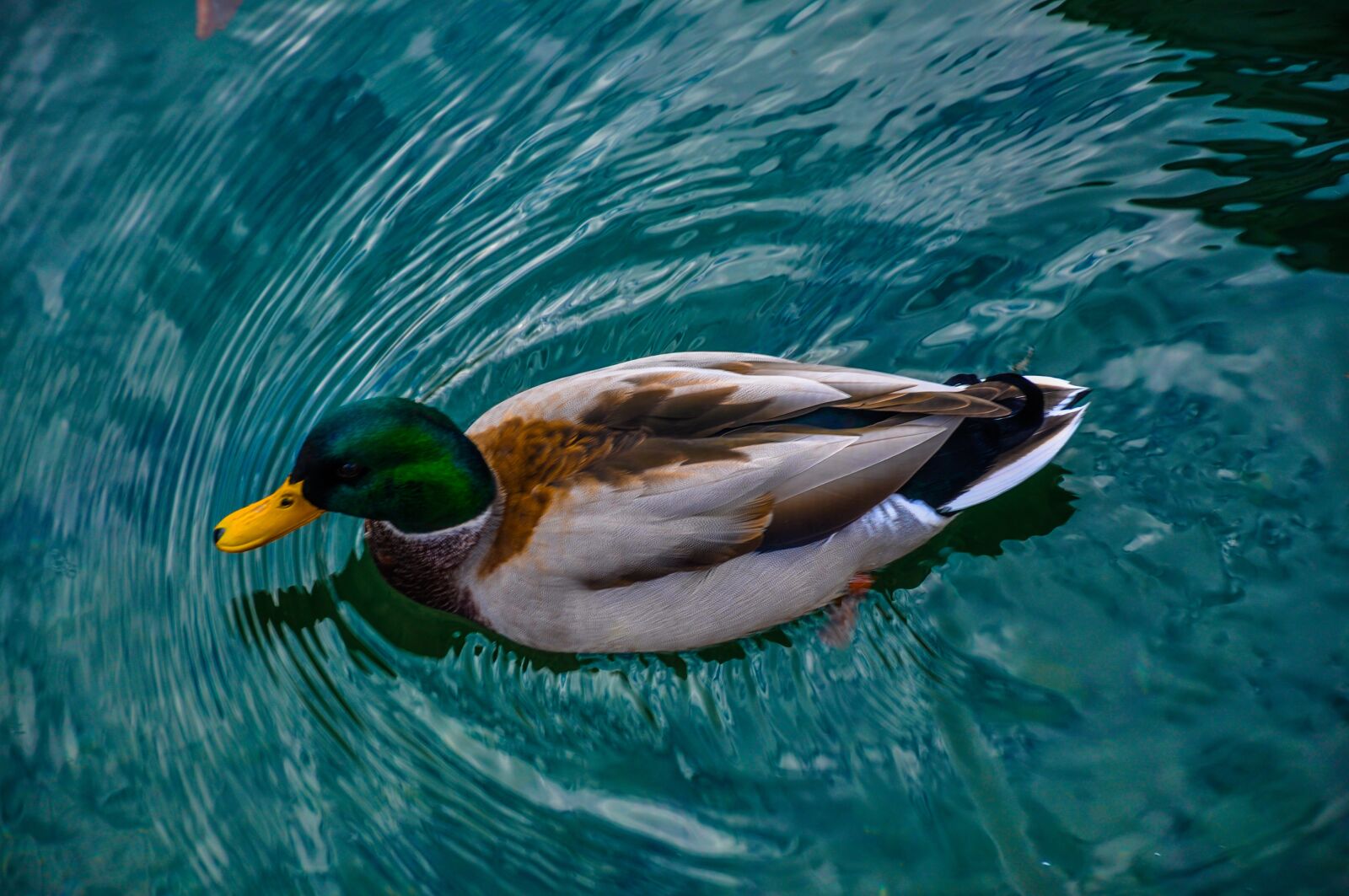 Nikon D90 sample photo. Goose, blue, water photography