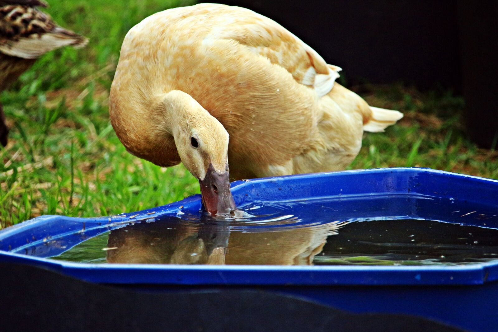 Canon EOS 100D (EOS Rebel SL1 / EOS Kiss X7) sample photo. Running duck, duck, bird photography