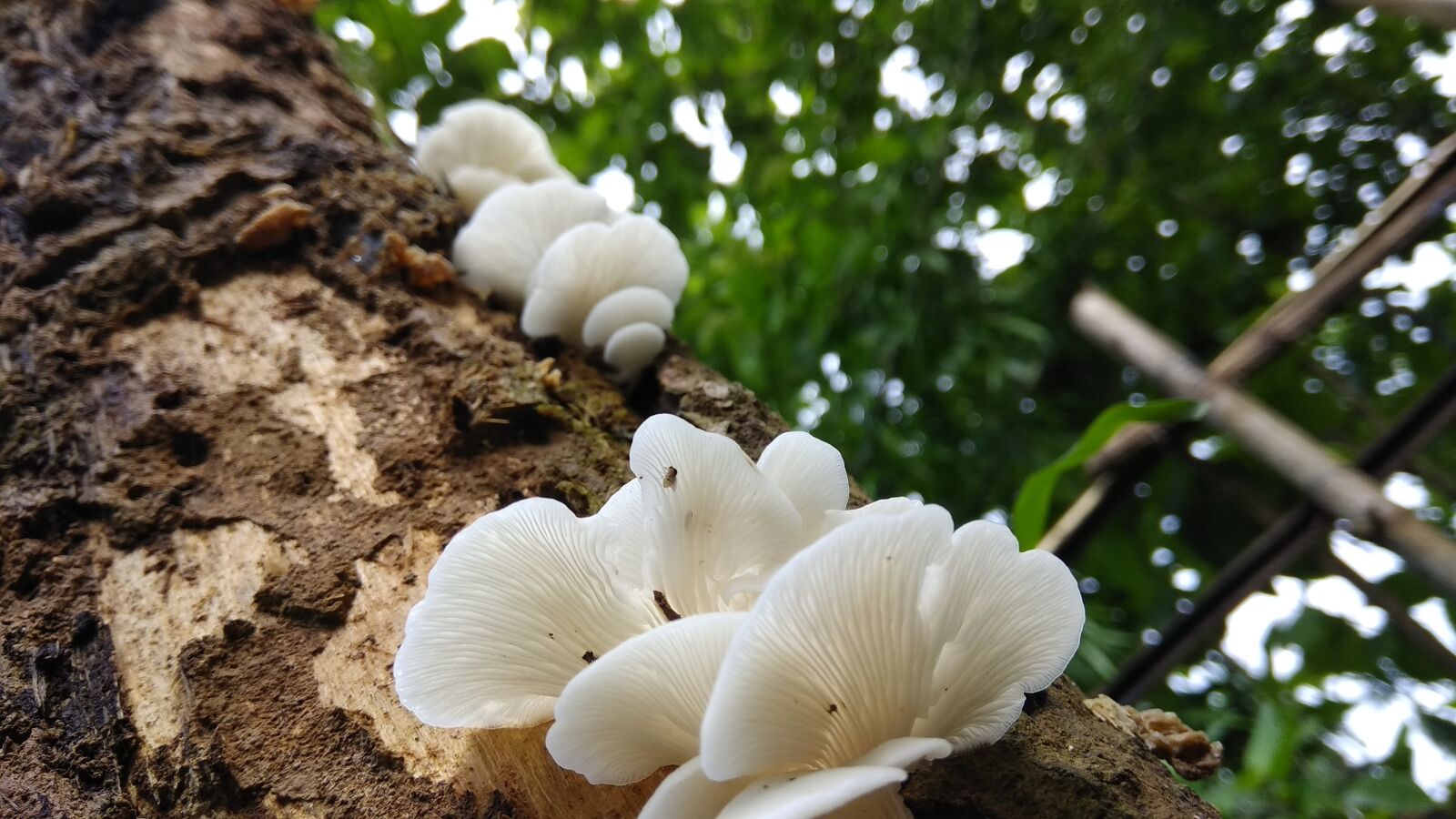 Xiaomi Redmi Note 4 sample photo. Mushroom, food, summer photography