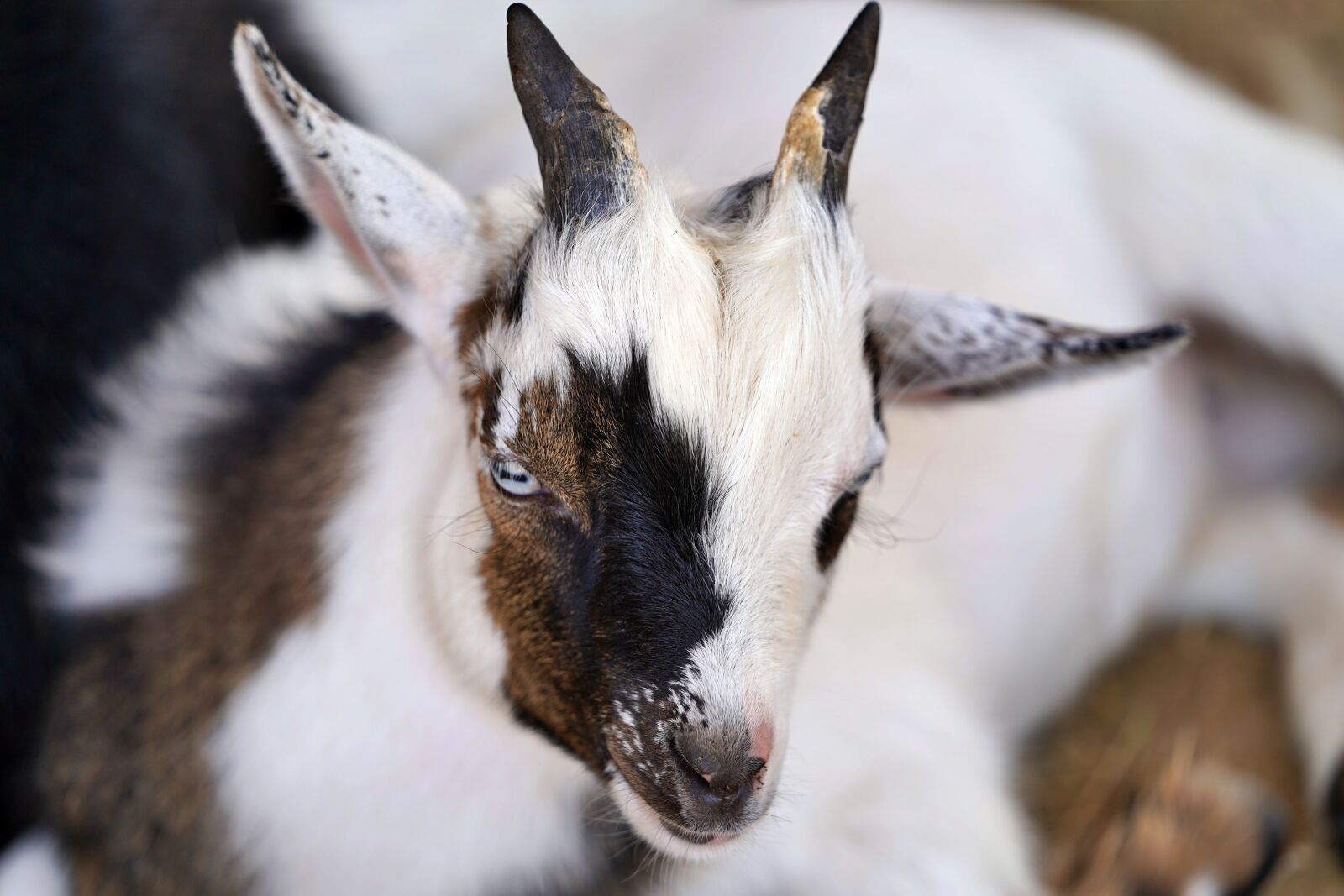 Sony a7 III sample photo. Baby, goat, cute photography