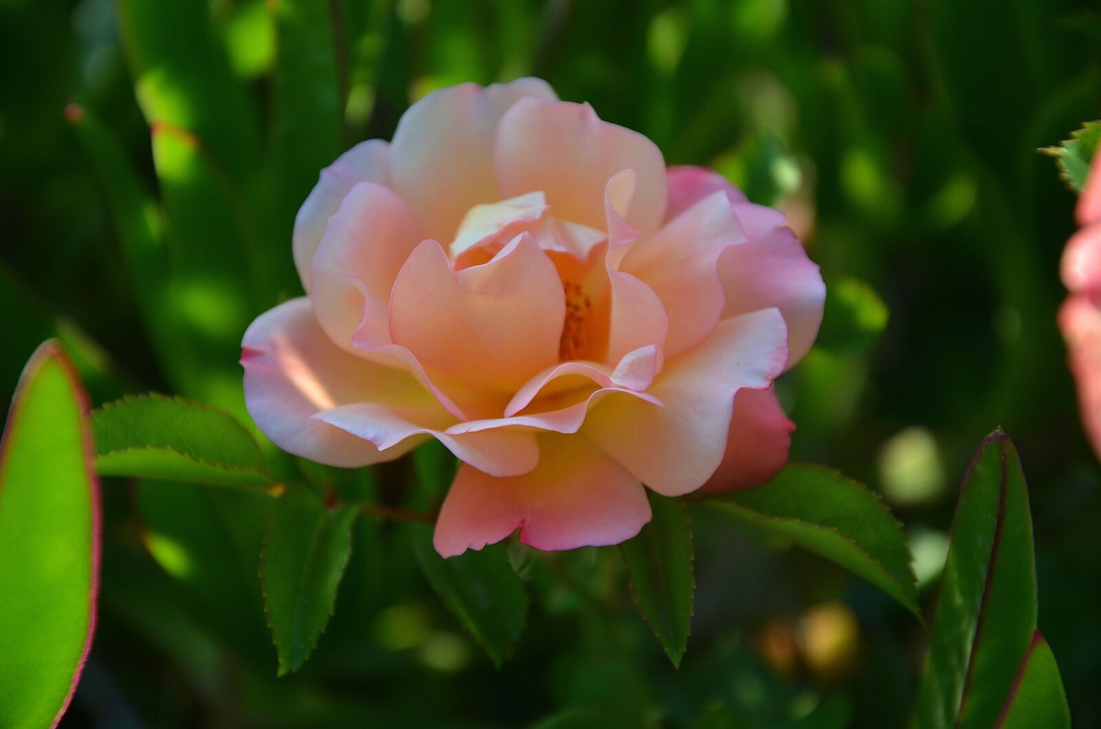 Nikon D7000 sample photo. Rose, flower, blossom photography