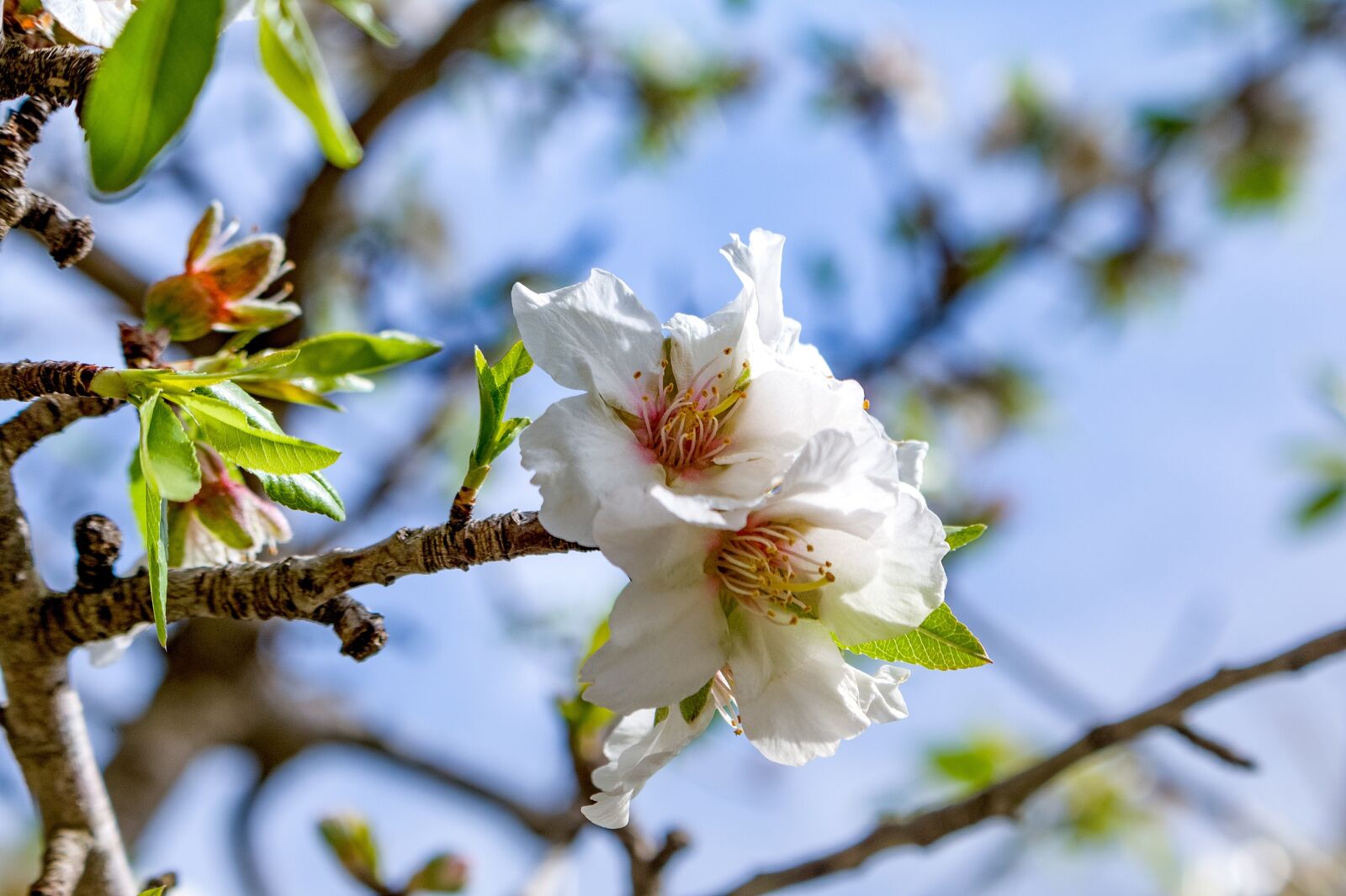 Canon EOS 750D (EOS Rebel T6i / EOS Kiss X8i) sample photo. Mallorca, blossom, bloom photography