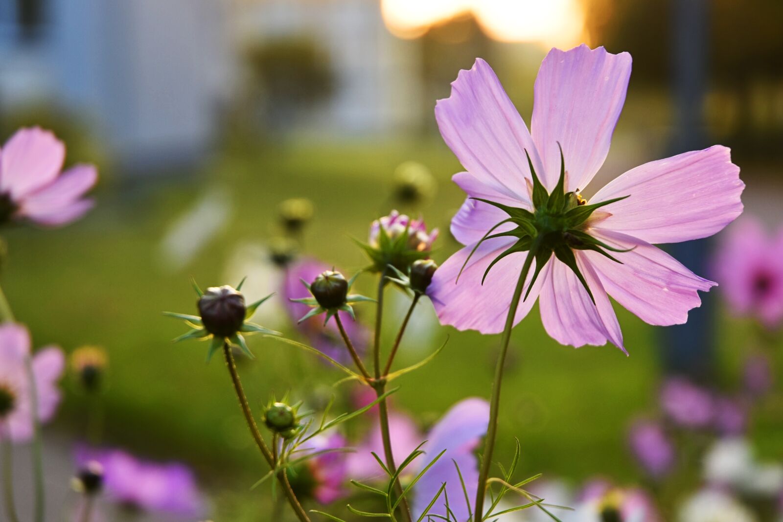 Nikon D7200 sample photo. Flowers, wild flowers, plant photography