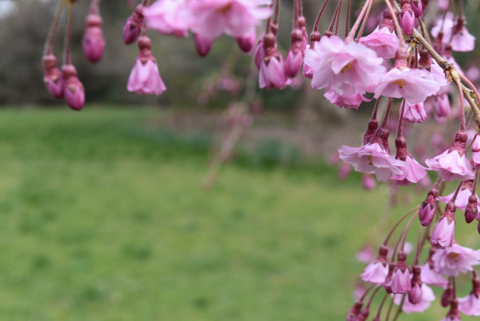 Nikon D5500 sample photo. Tree, flower, blossom photography